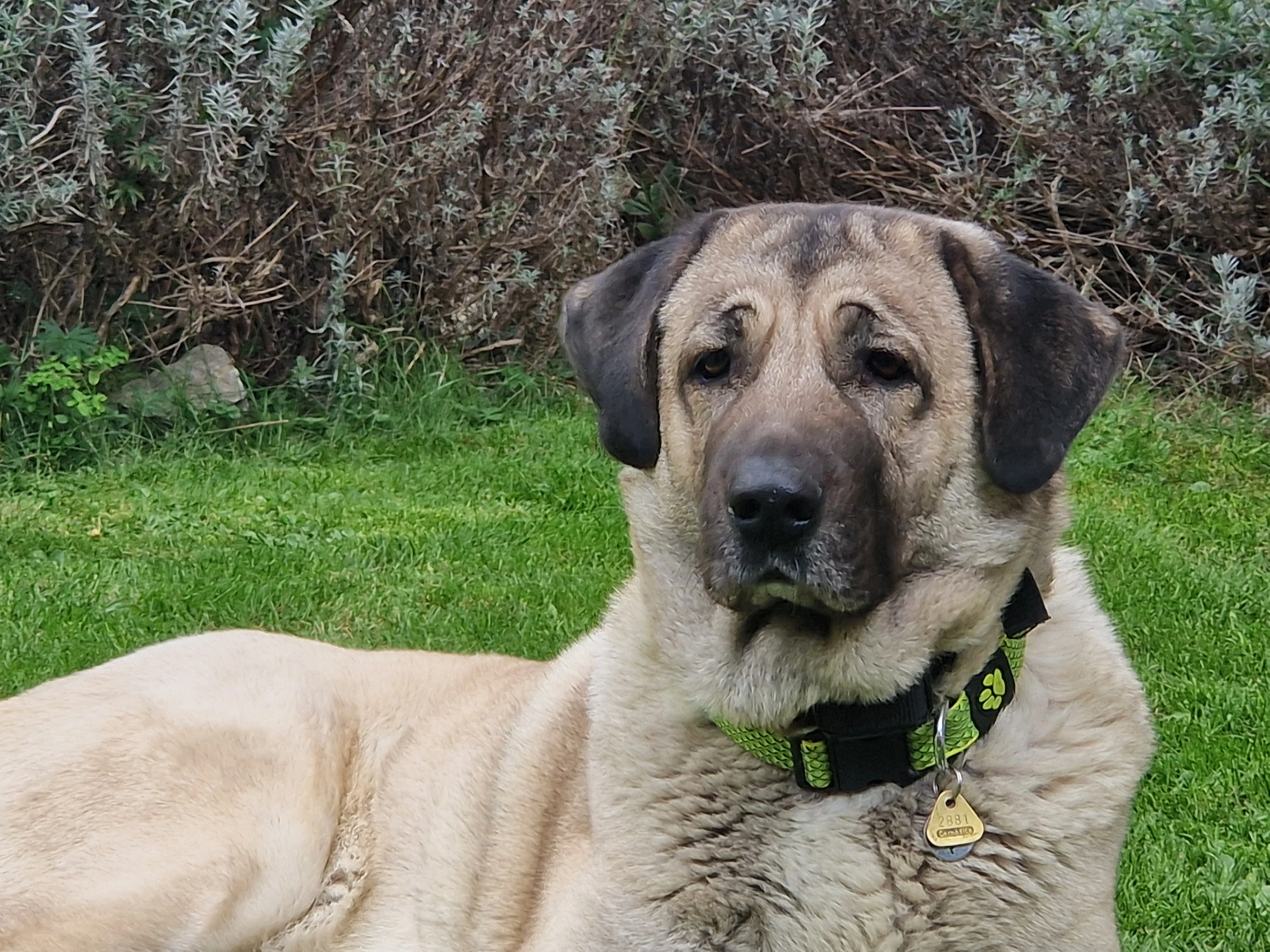 Kangal