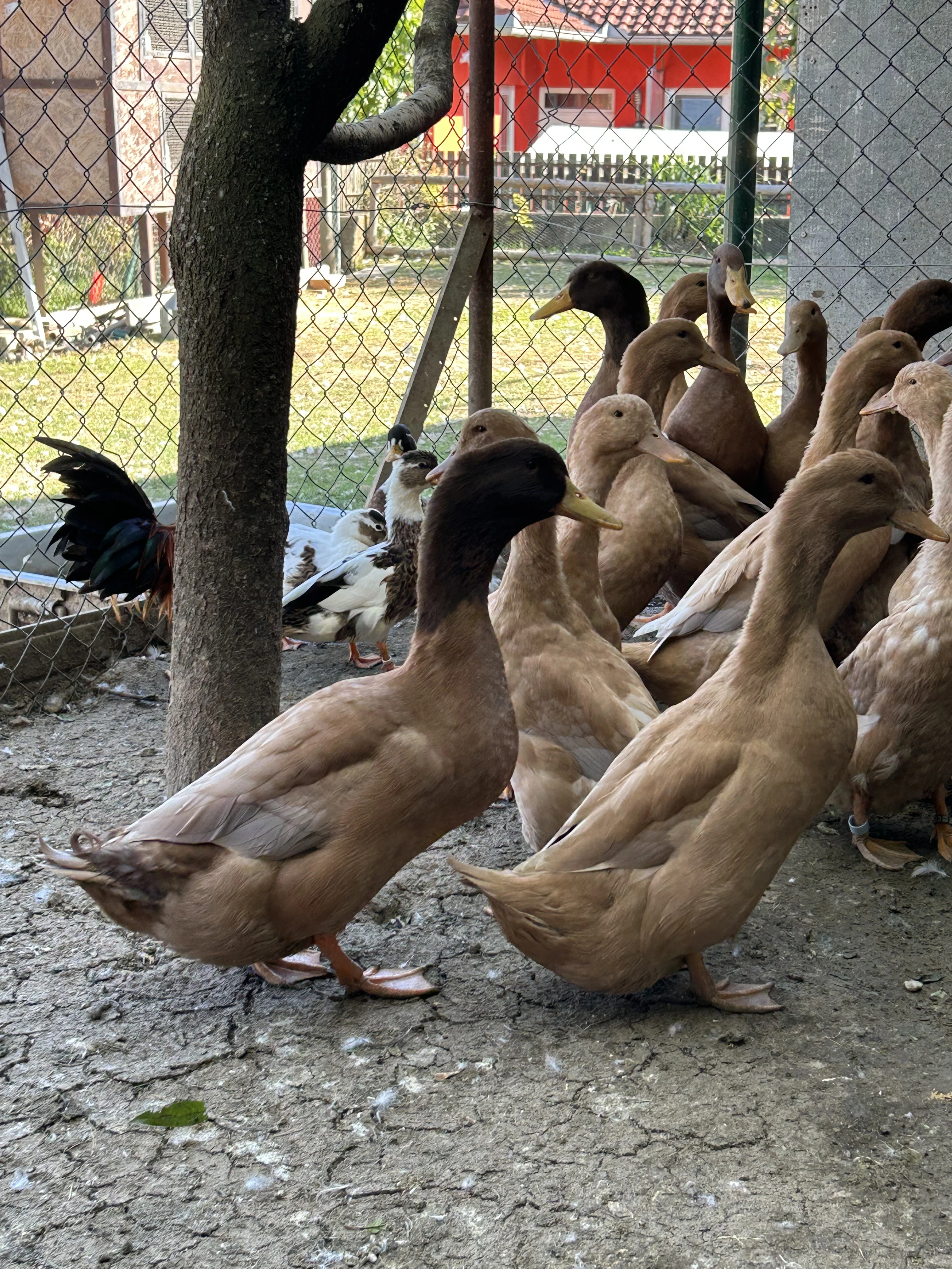 Kachny orpingtonské hnědožluté