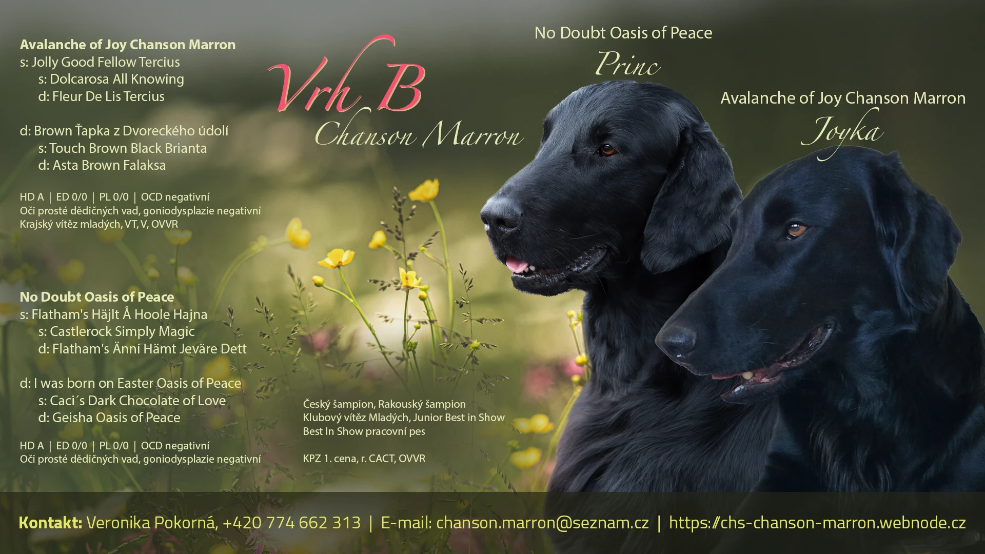 Štěňata Flat coated retriever s PP