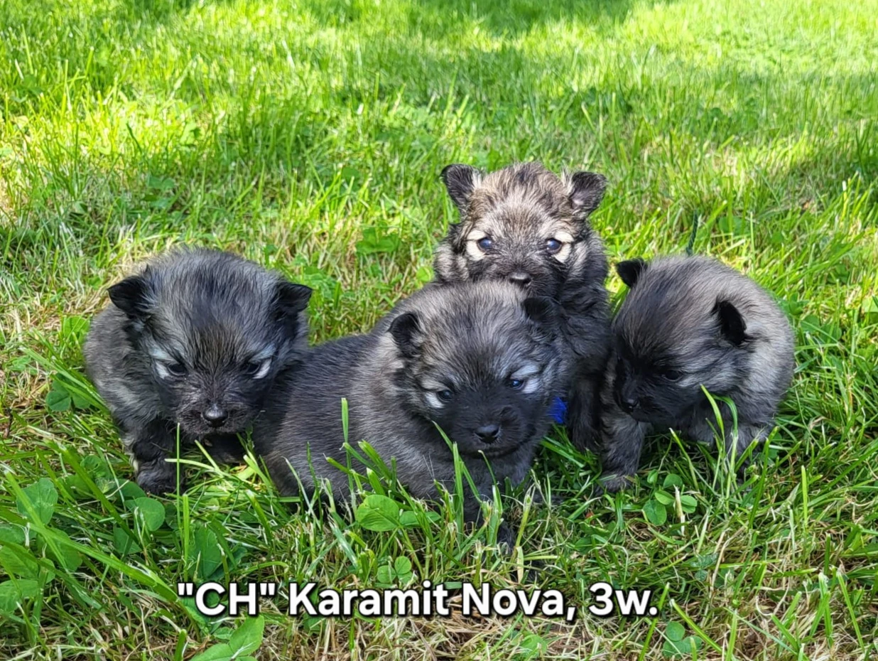 Německý špic malý štěňátka s PP FCI
