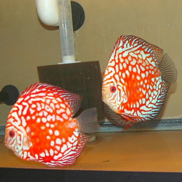 Prodej terčovců, L-sumců, skalár, rejnoků a jiných ryb