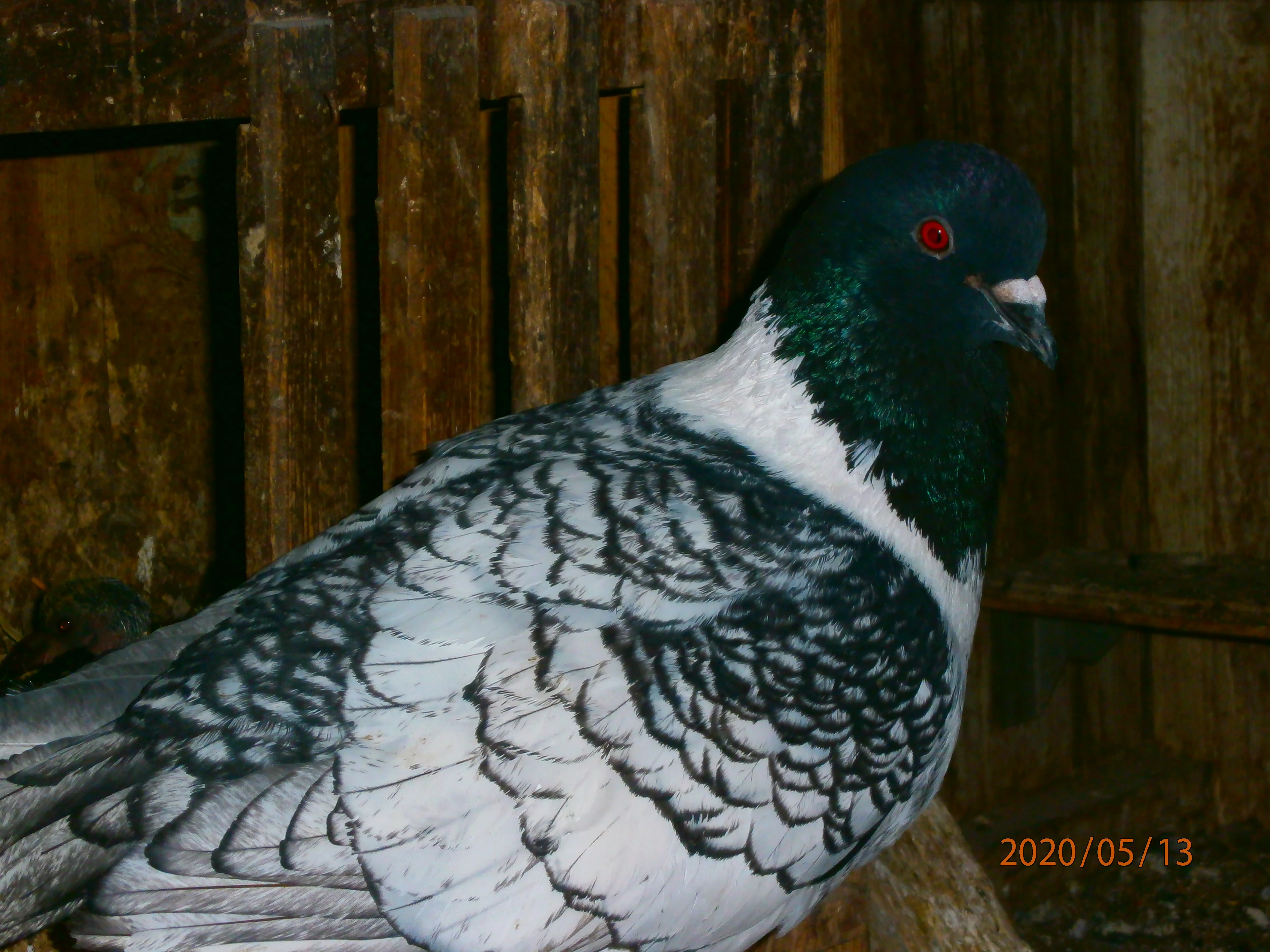 Moravský pštros černý šupinatý