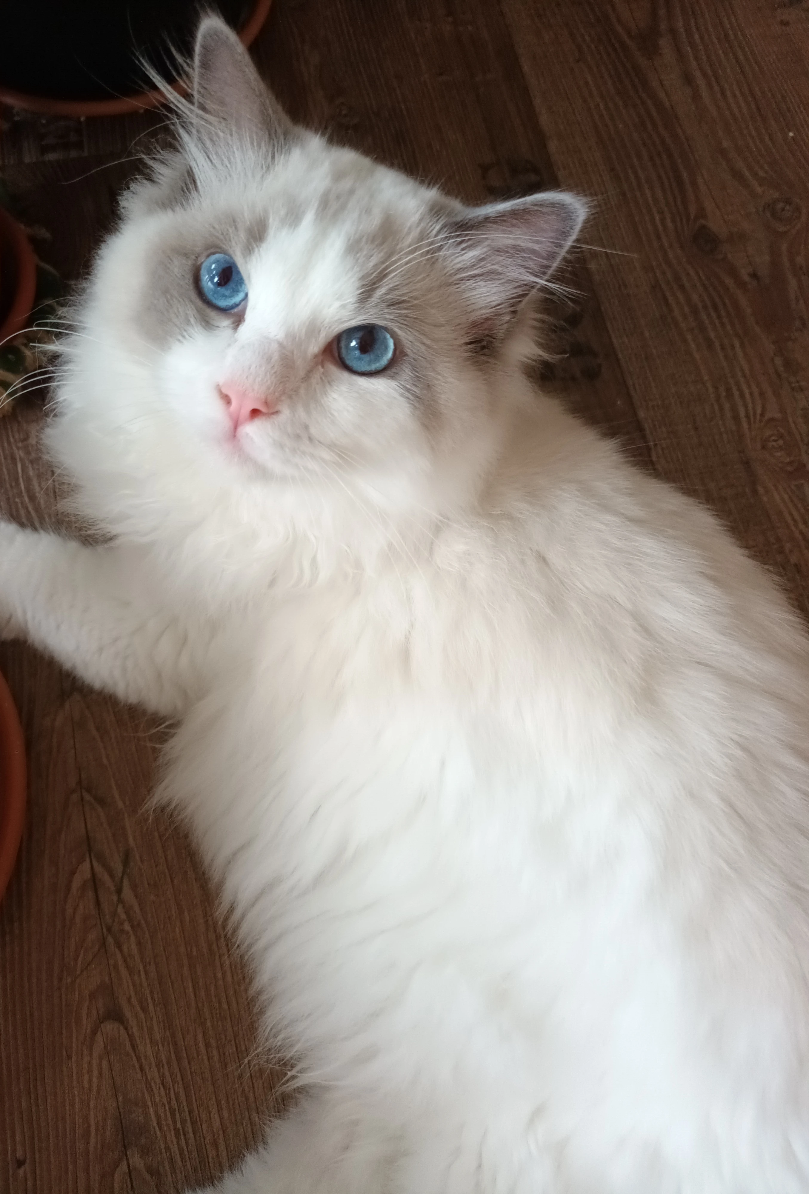 Kocourek blue bicolor ragdoll s PP.
