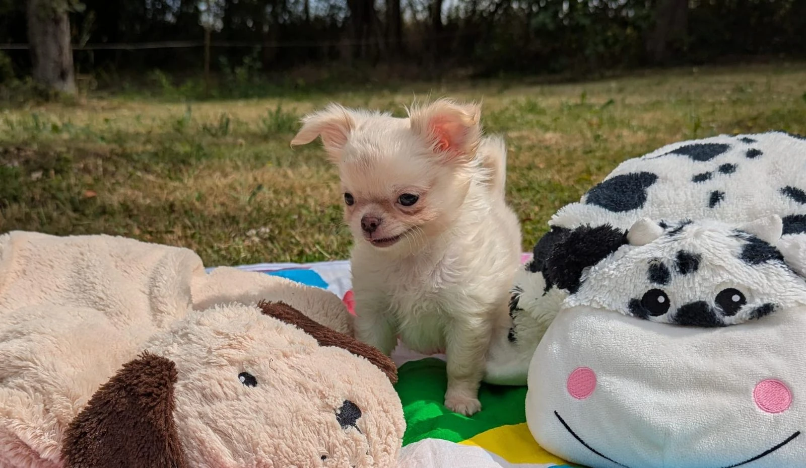 Čivava dlouhosrstá s PP