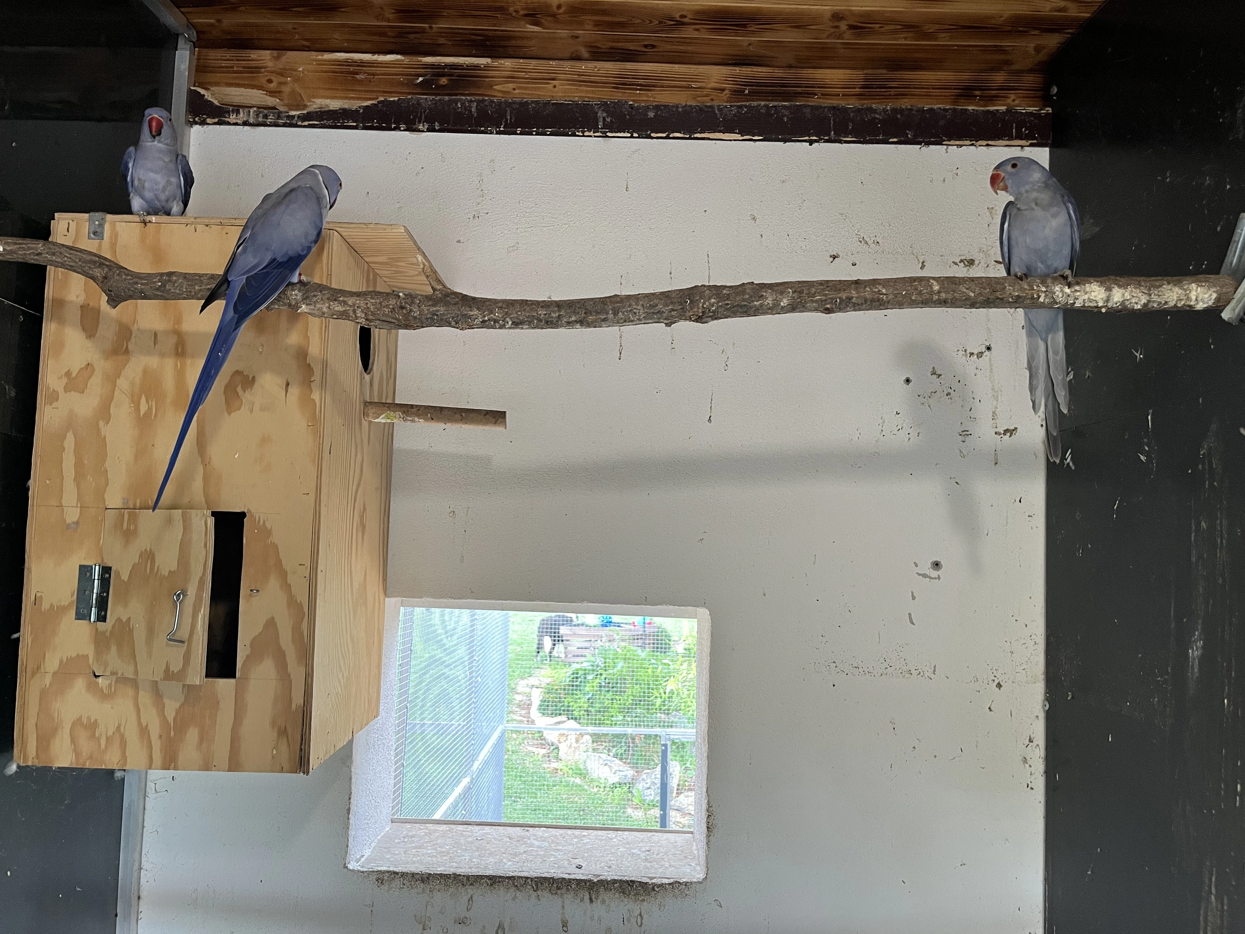 Alexandr malý violet 1.1