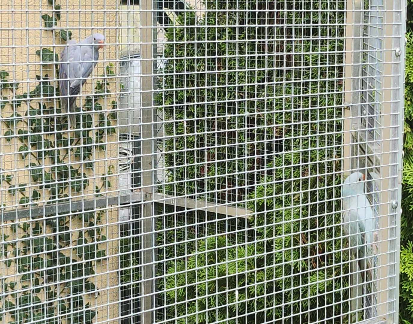 Prodam mlade.alexandry male