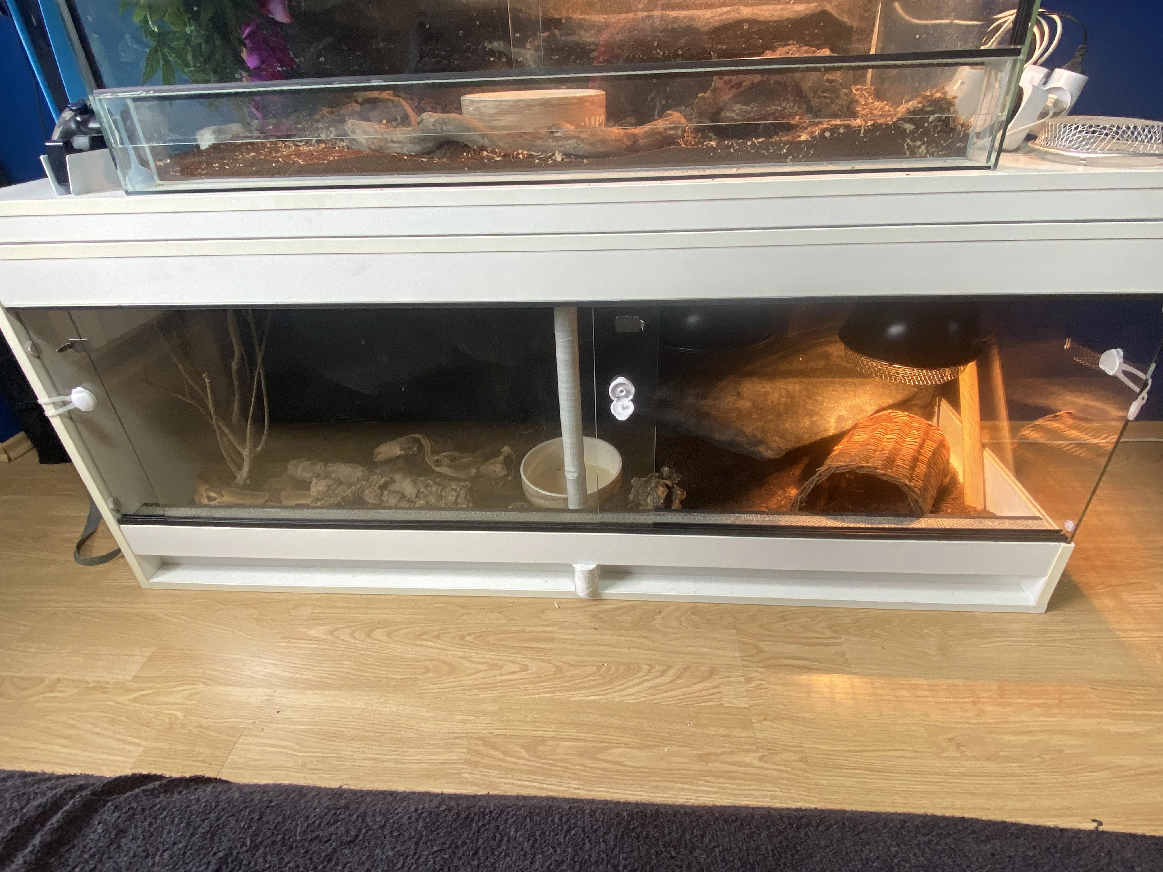 Prodám samici hroznýše