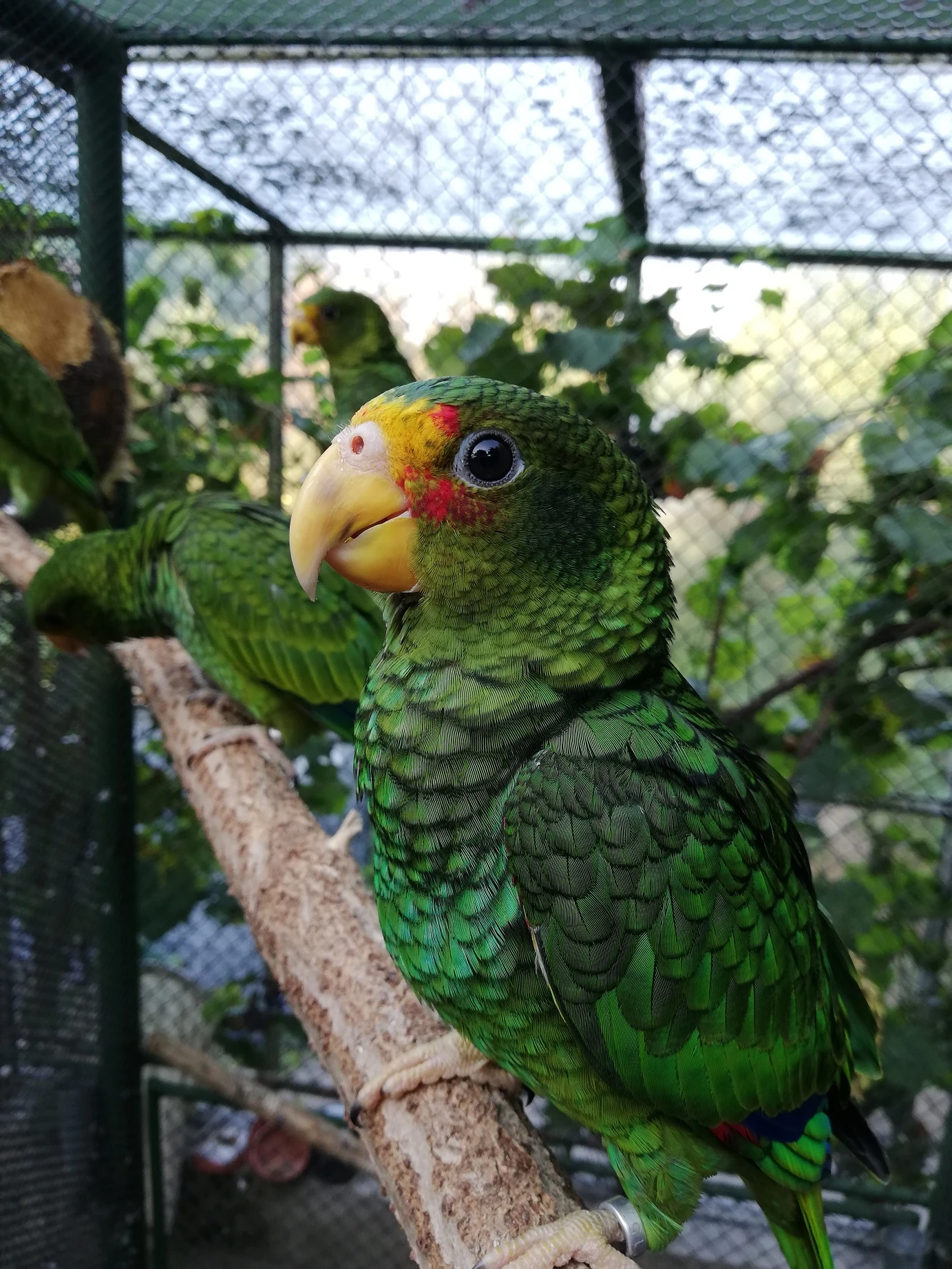 Amazona xantholora
