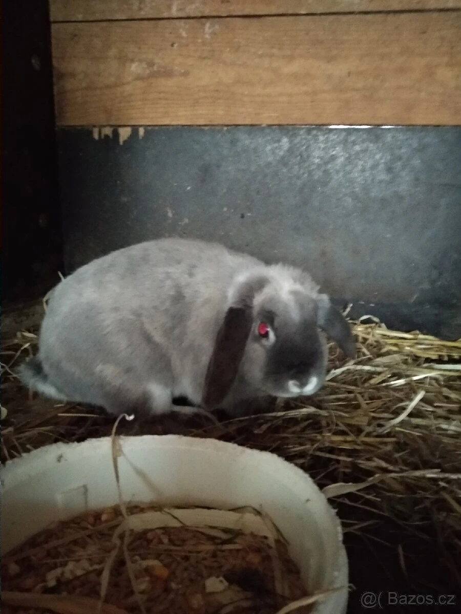 Prodám zakrslého králíčka.