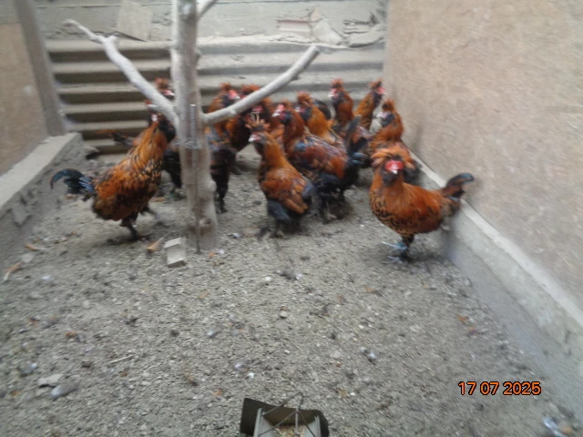 Pavlovské kury zlaté