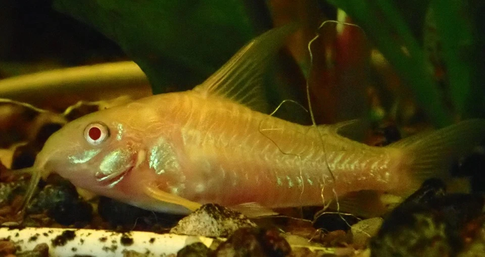 Pancéřníček skvrnitý albín