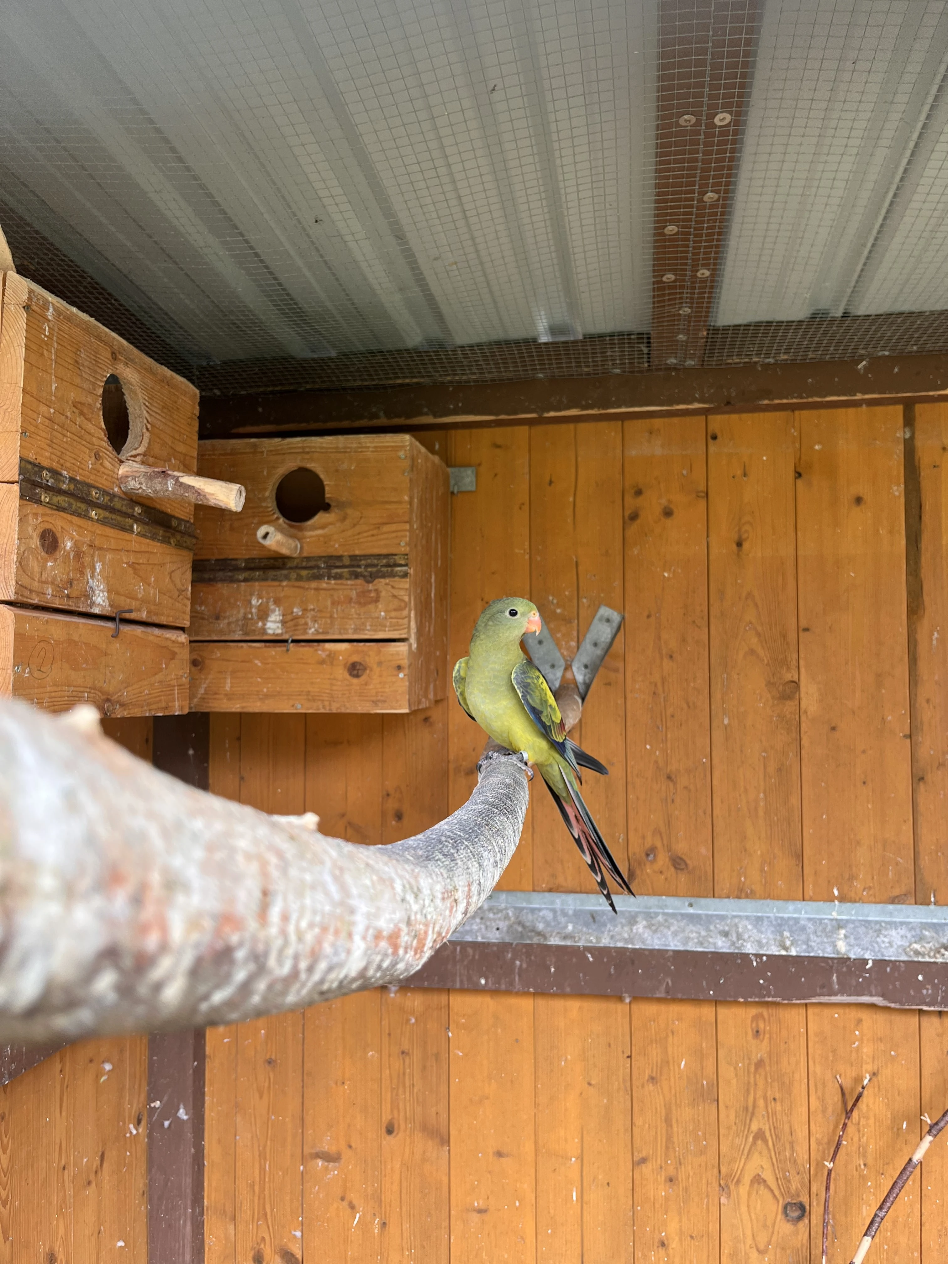 Letošní mladé papoušci horští