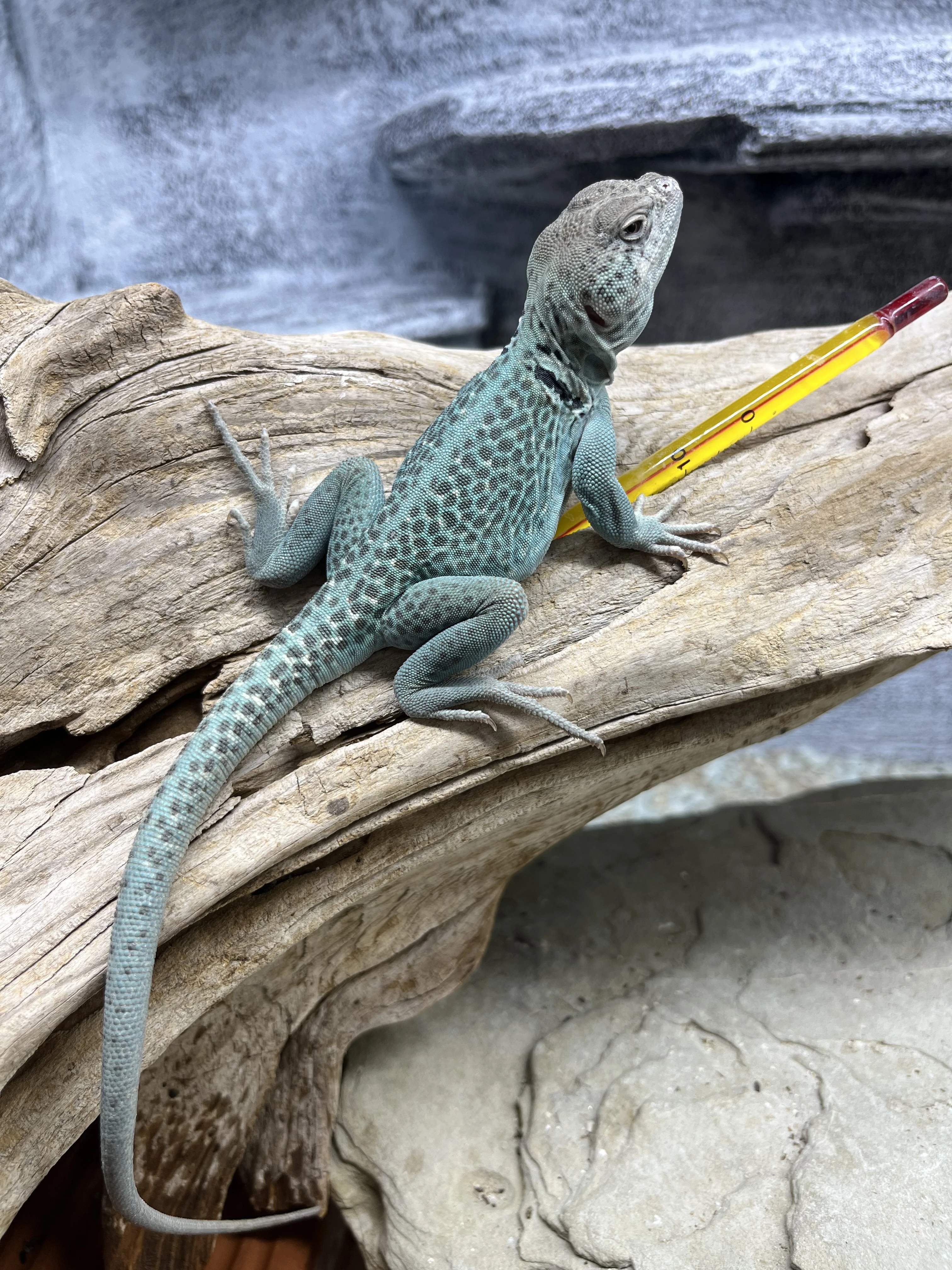 Leguánek obojkový Blue Panther