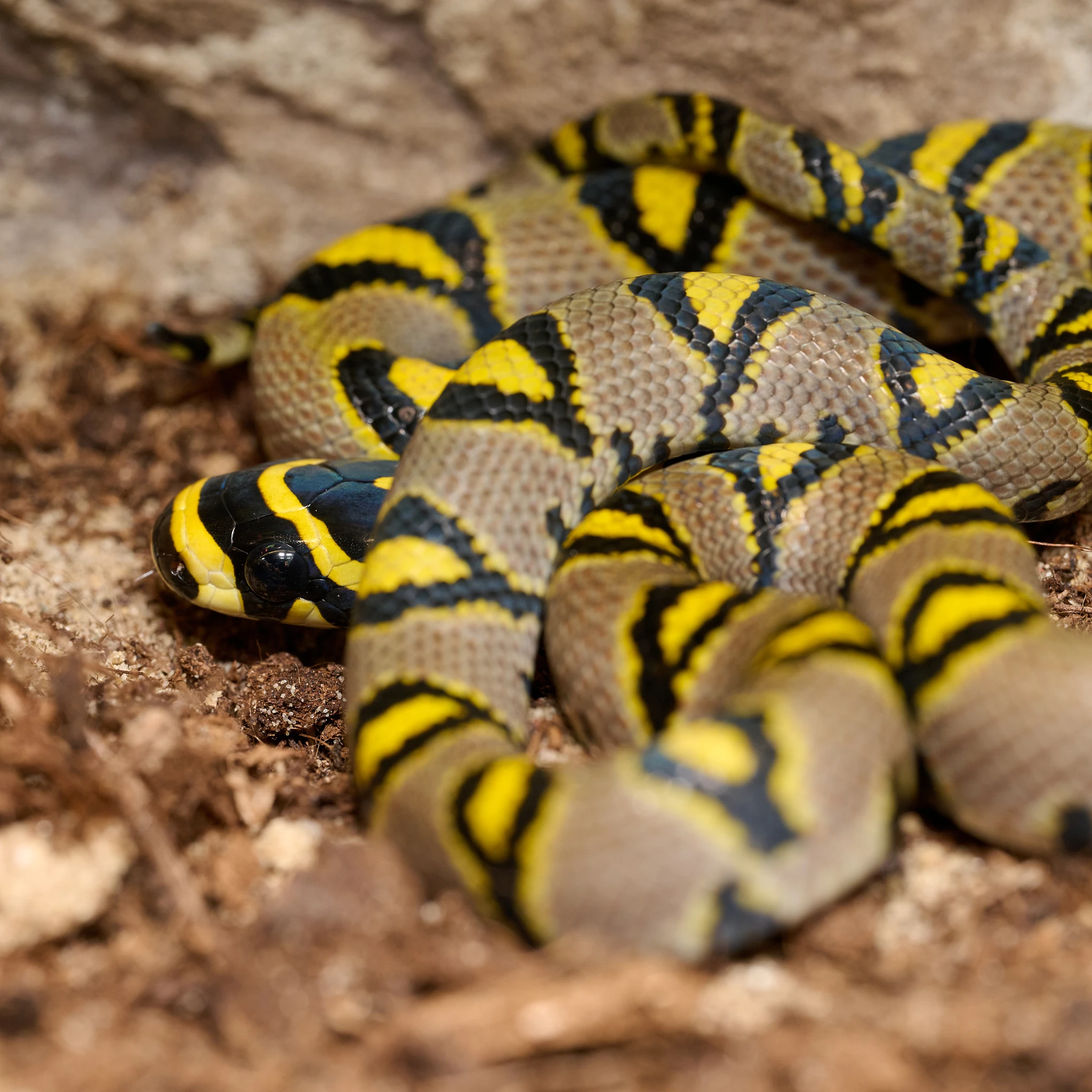 Mláďata užovky mandarínské (Euprepiophis mandarinus) Sichuan