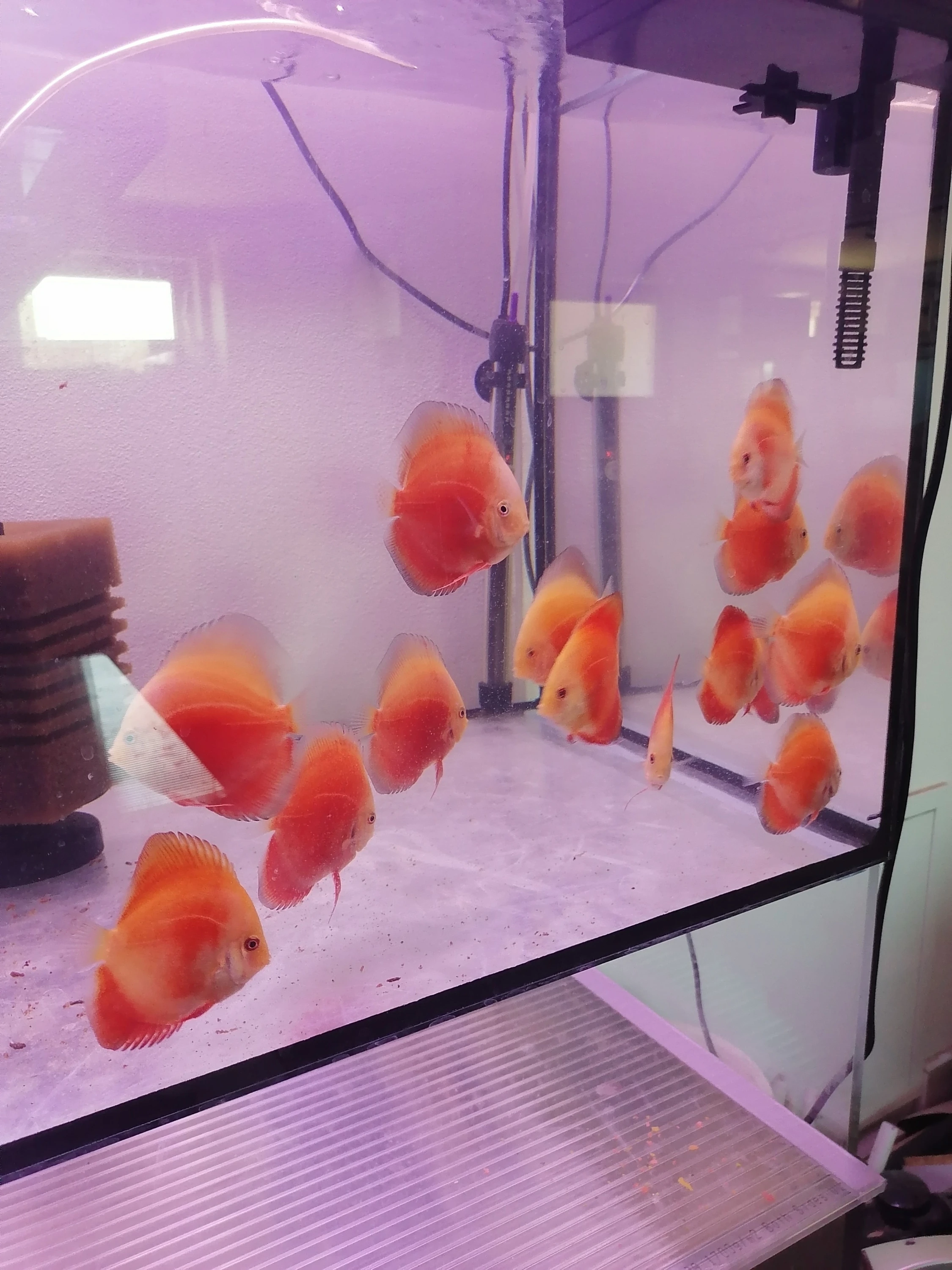 Terčovci červených forem red marlboro a red valentine