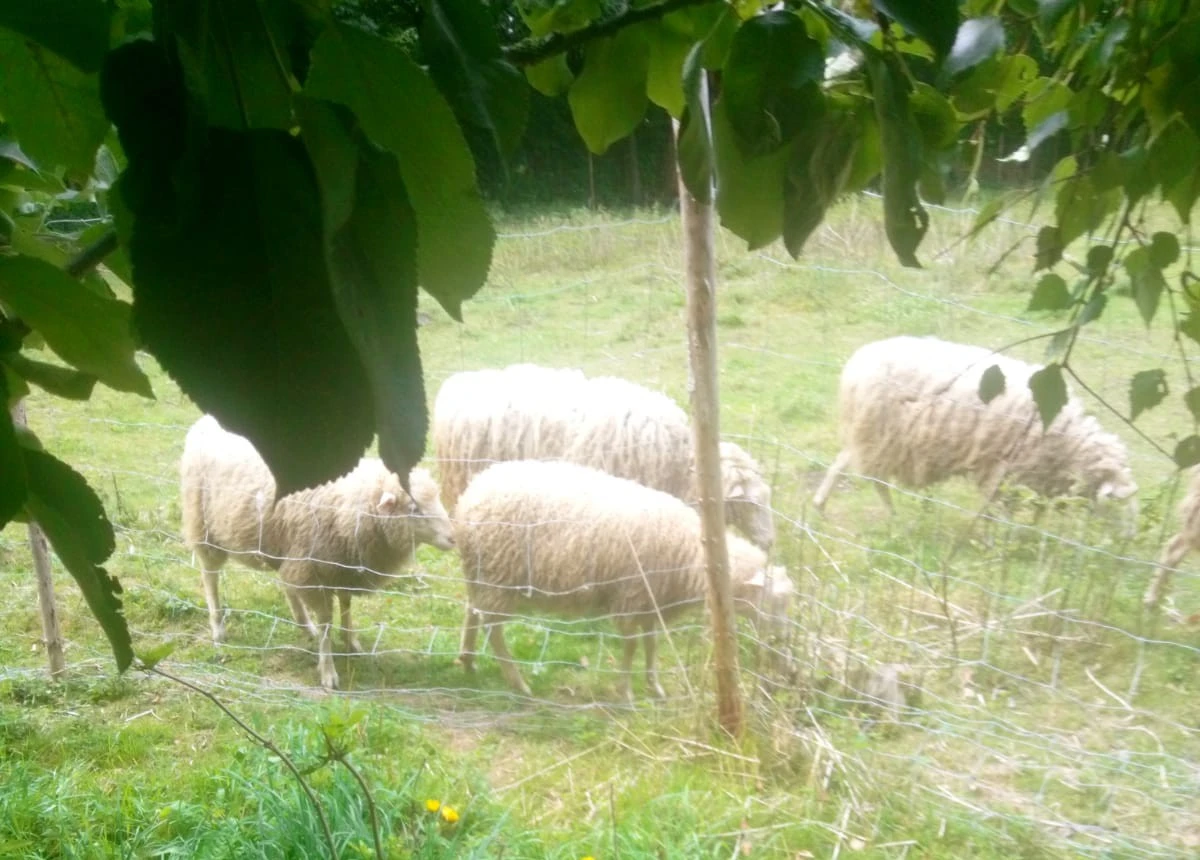 Dva východofríští berani