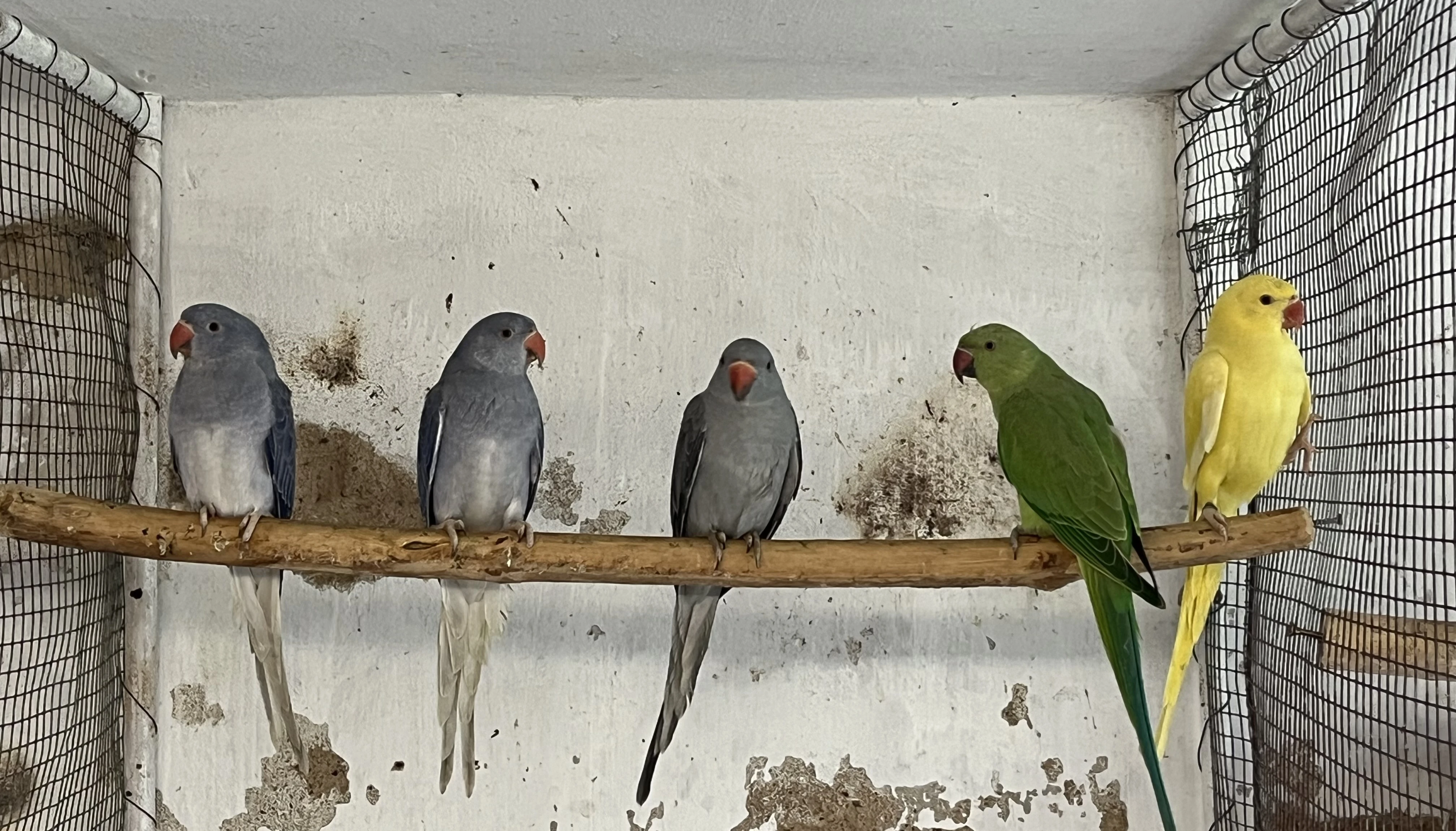 Alexandr malý - různé mutace