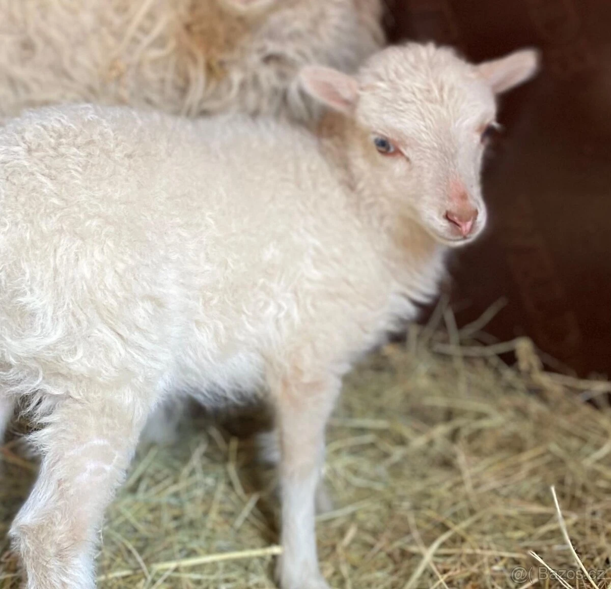 Prodám Ouessantské ovce