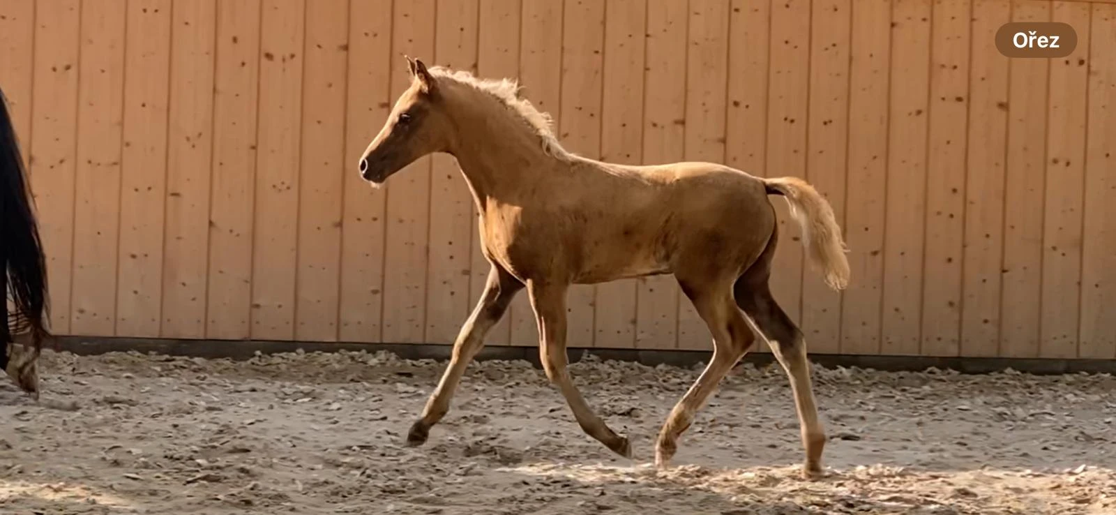 Prodám českého sportovního pony B