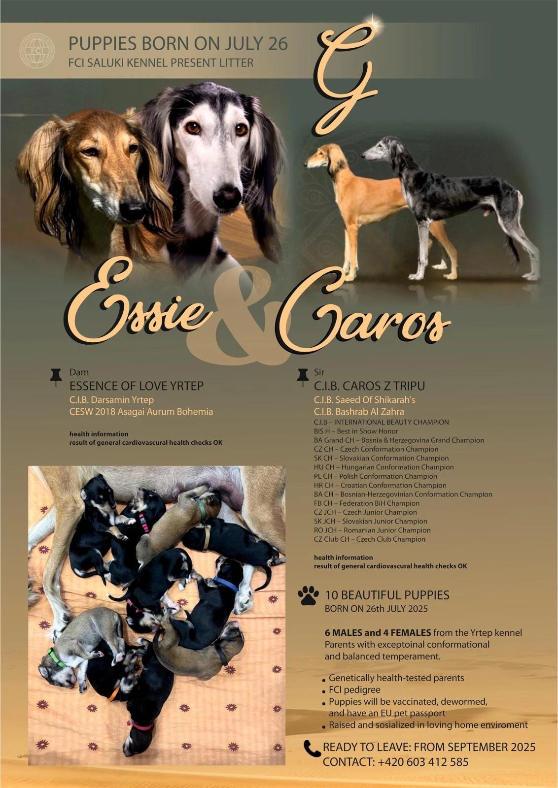 Saluki