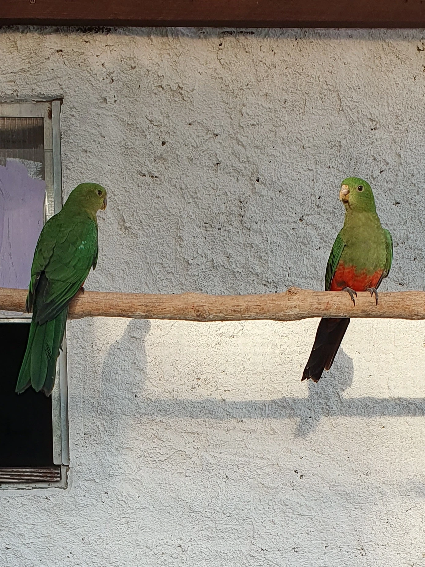 Papoušek královský