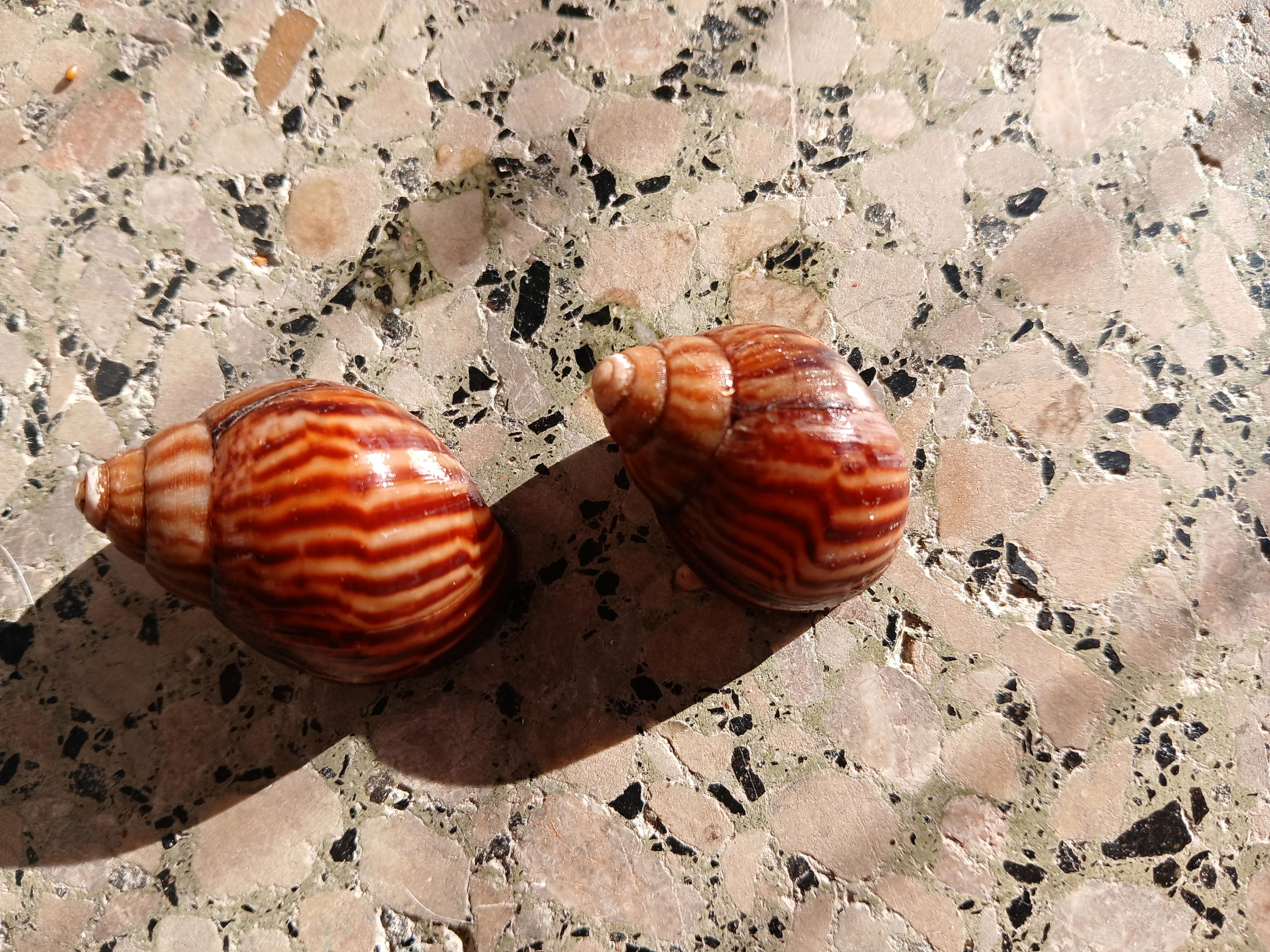 Lissachatina Immaculata