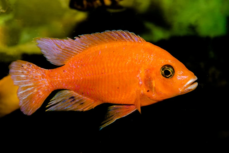 Aulonocara Firefish