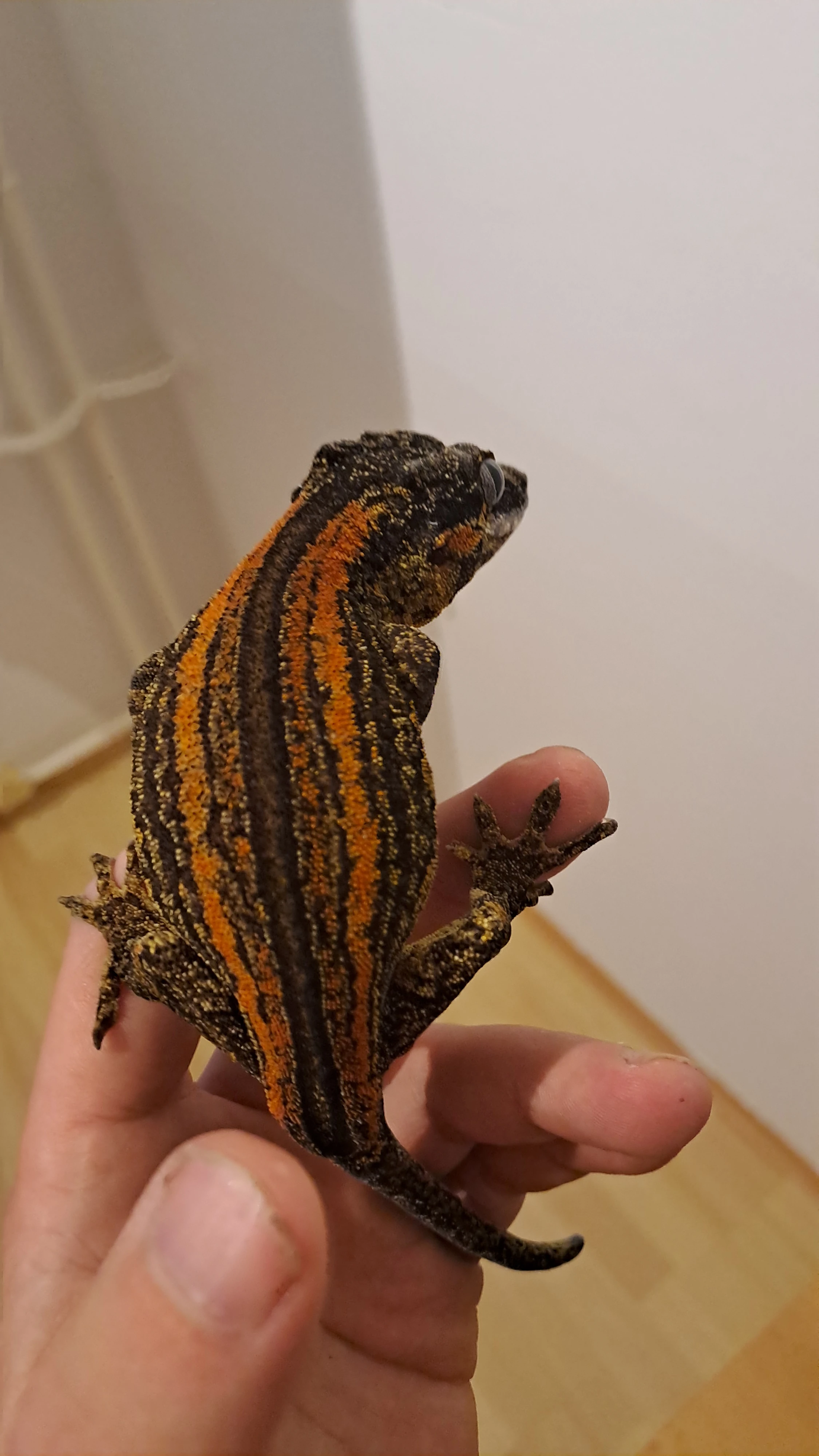 Pagekon Hrbolkohlavý (Rhacodactylus auriculatus)