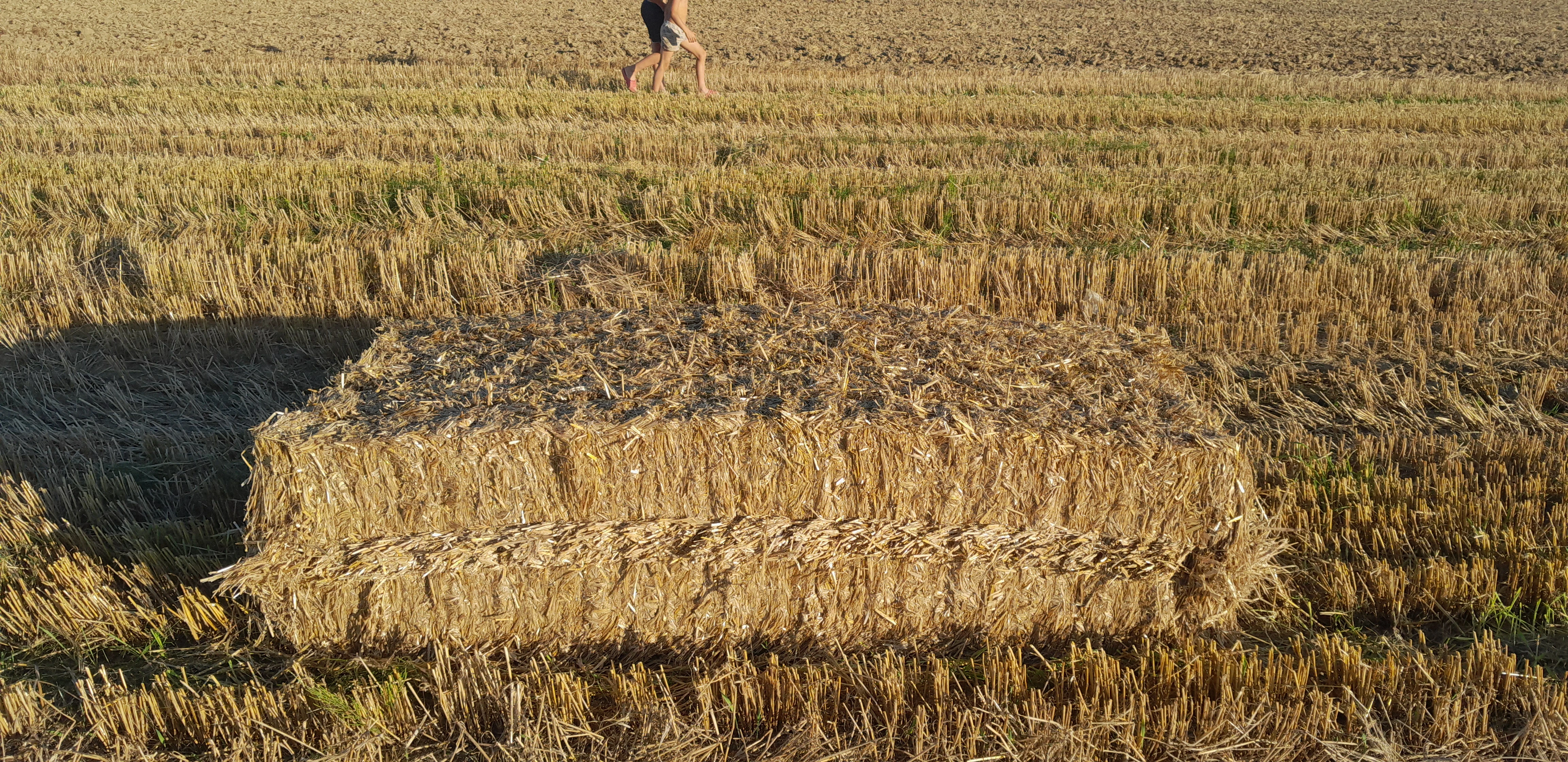 Sláma, ječmen, oves