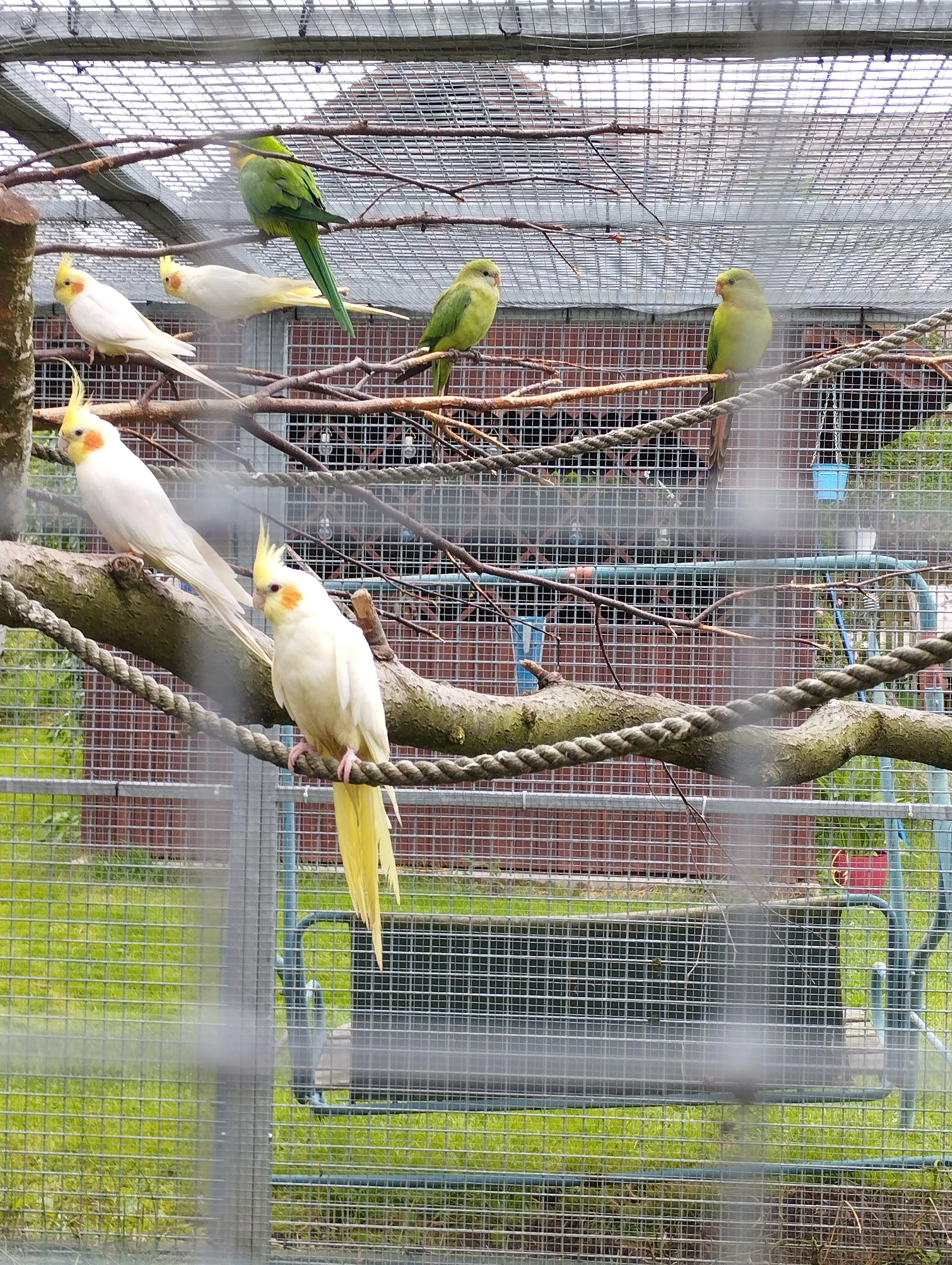 Papoušek nádherný 0,2