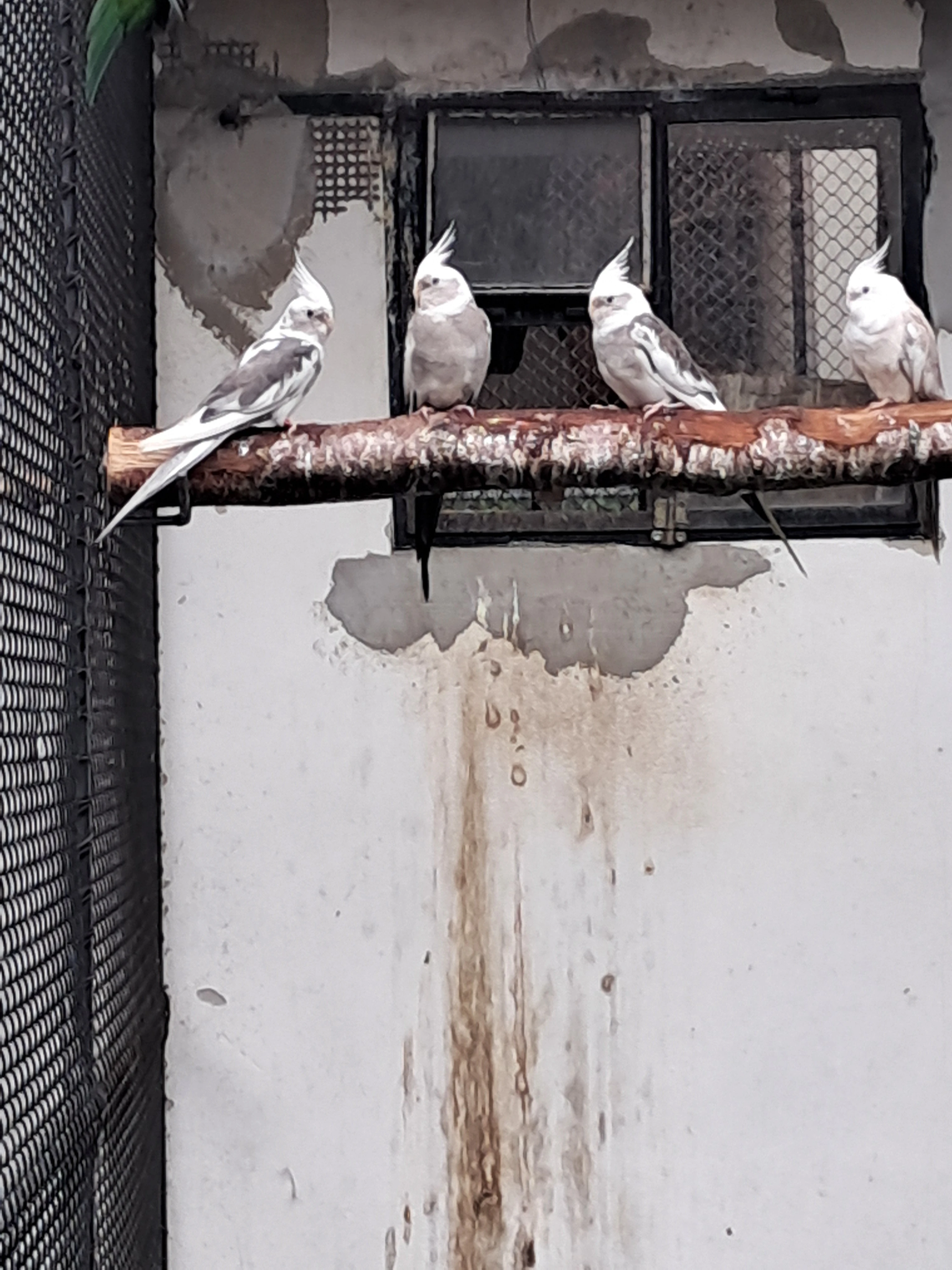 Odchov rok 2024,  2025