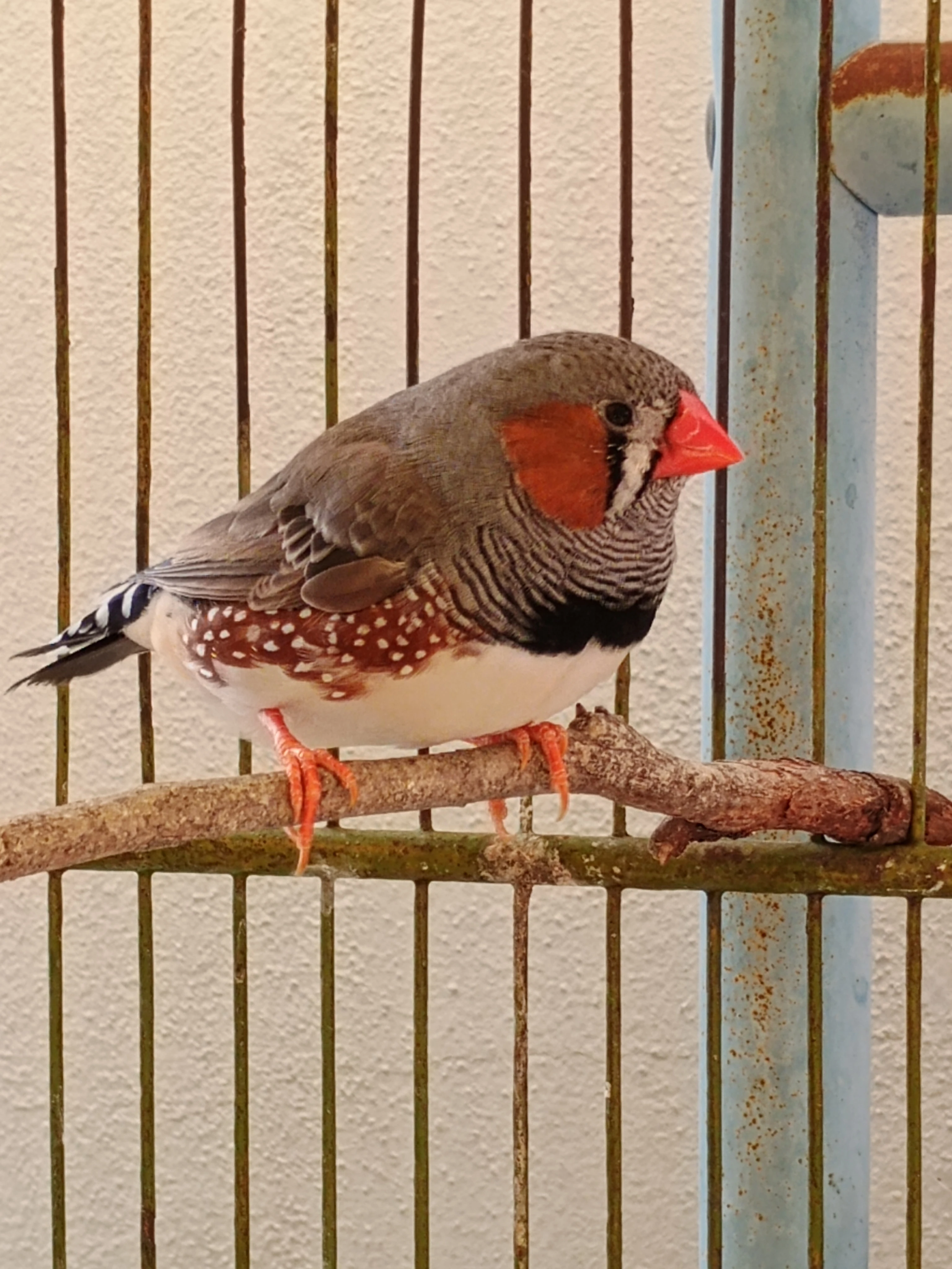 Zebřička pestrá-přírodní