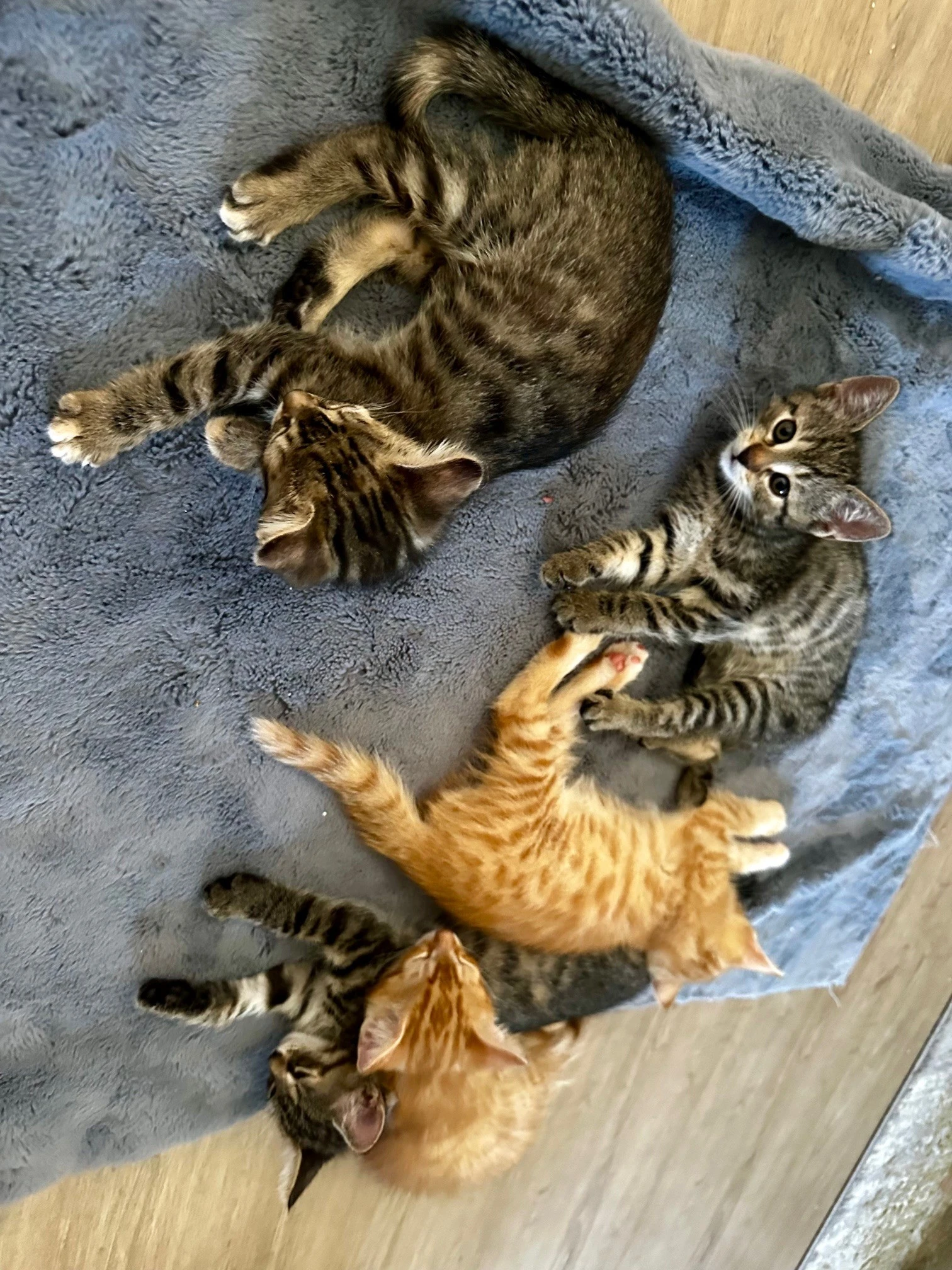 Prodám koťátka - kočka domácí