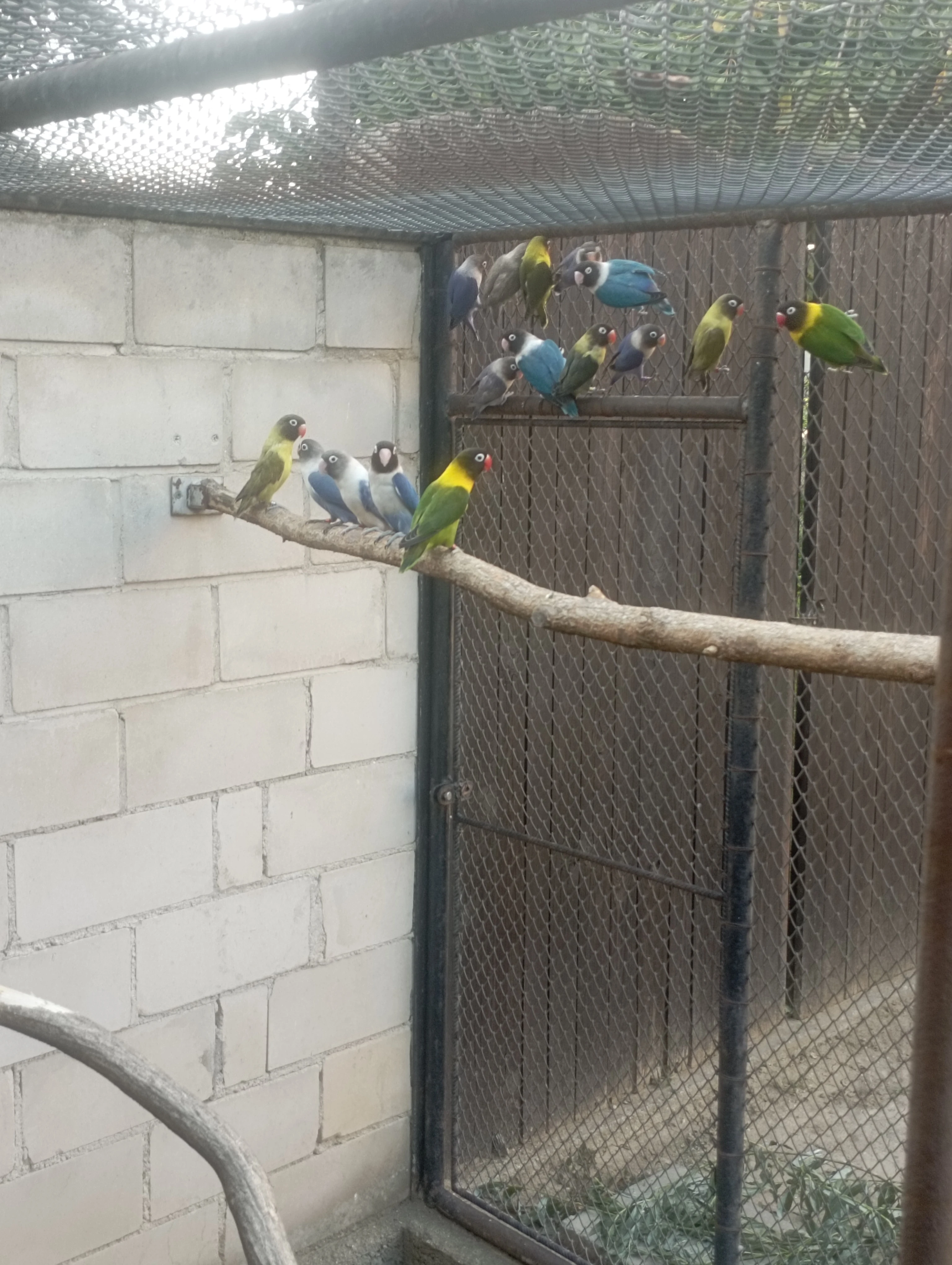 Agapornis škraboškový