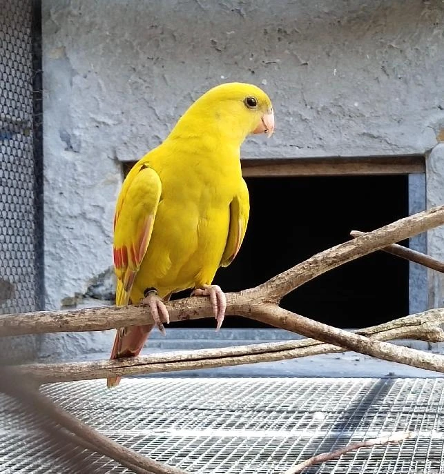 Papoušek horský mutace