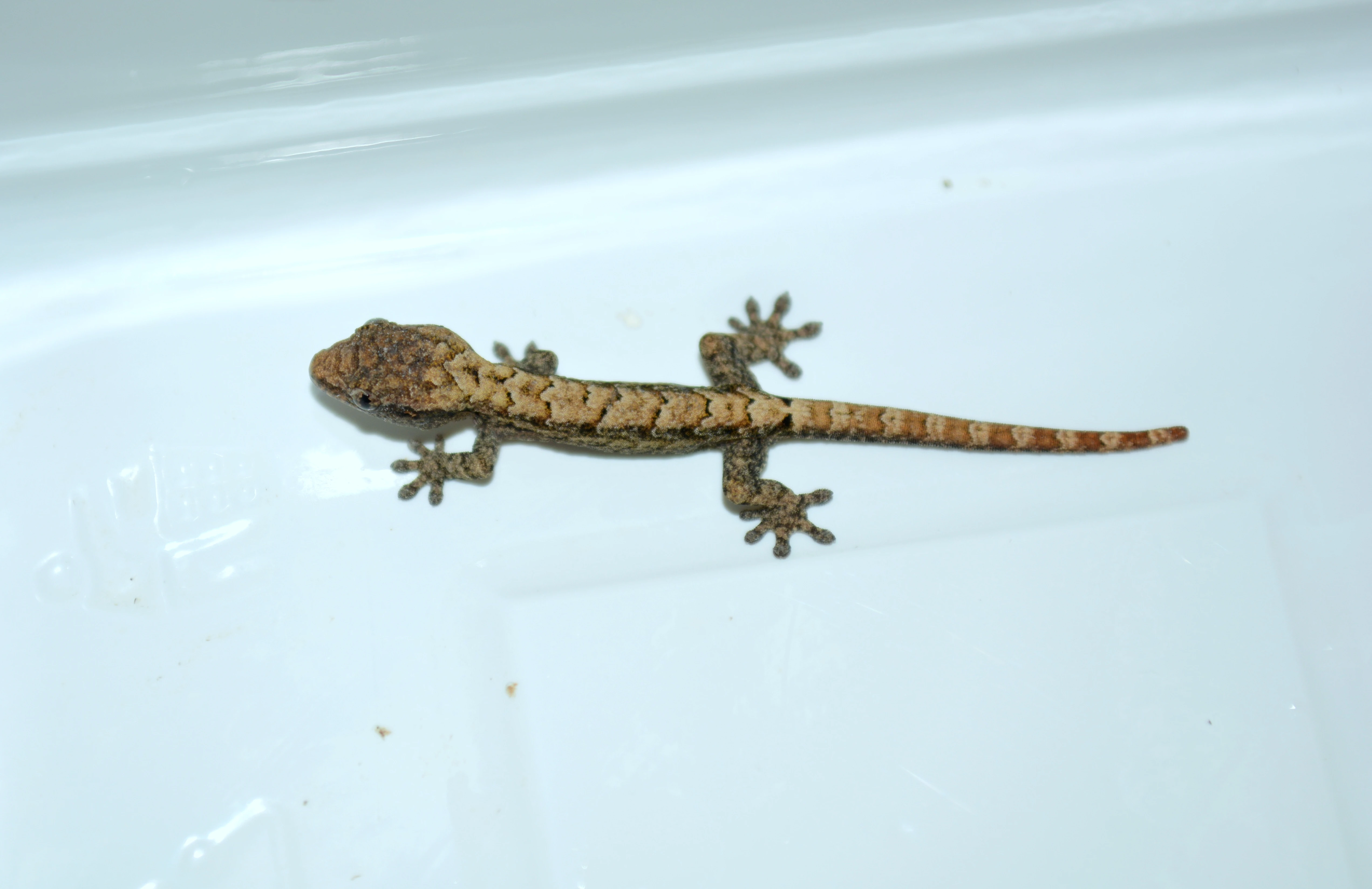 Lepidodactylus lugubris