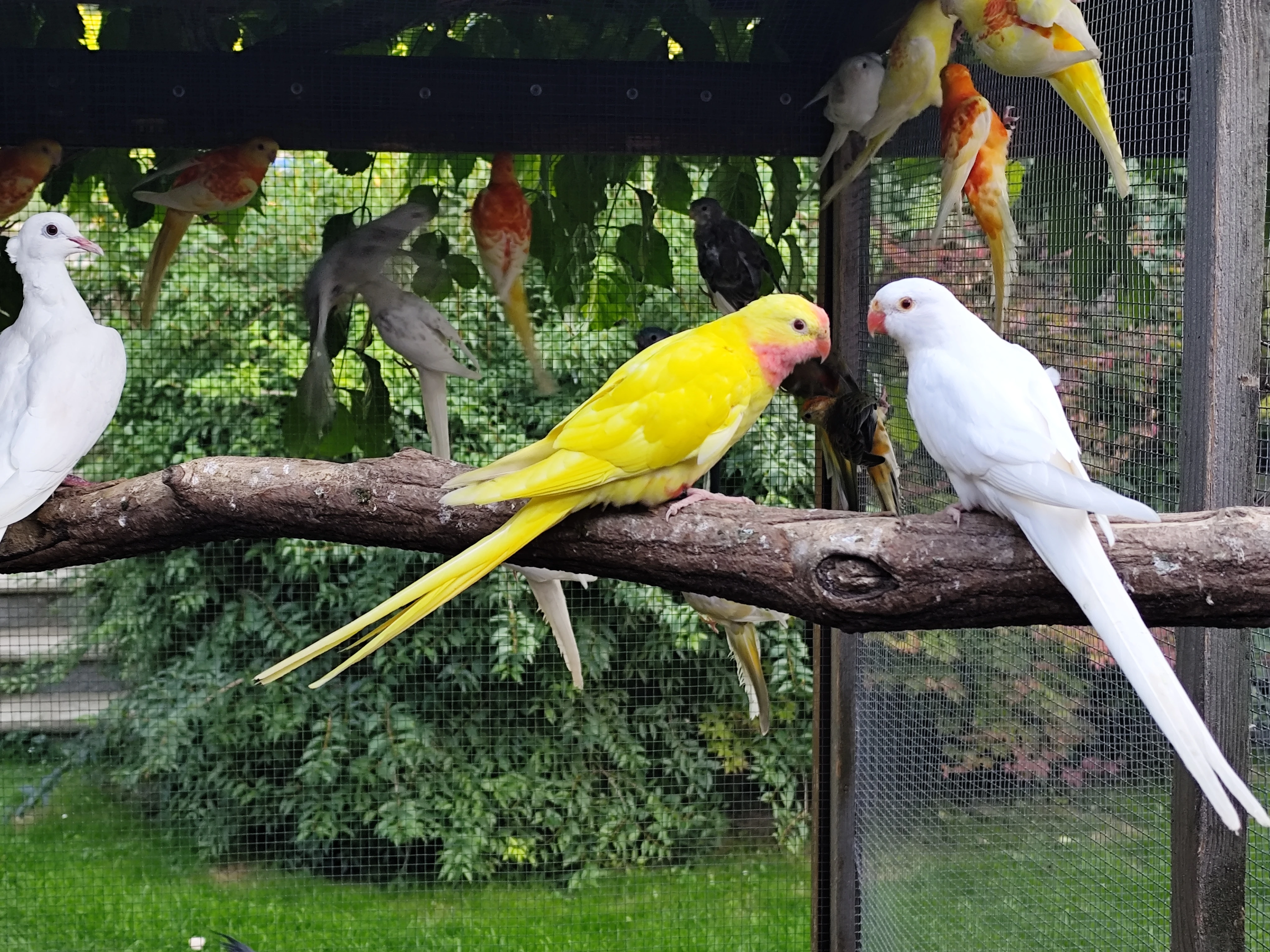 Papoušek alexandřin