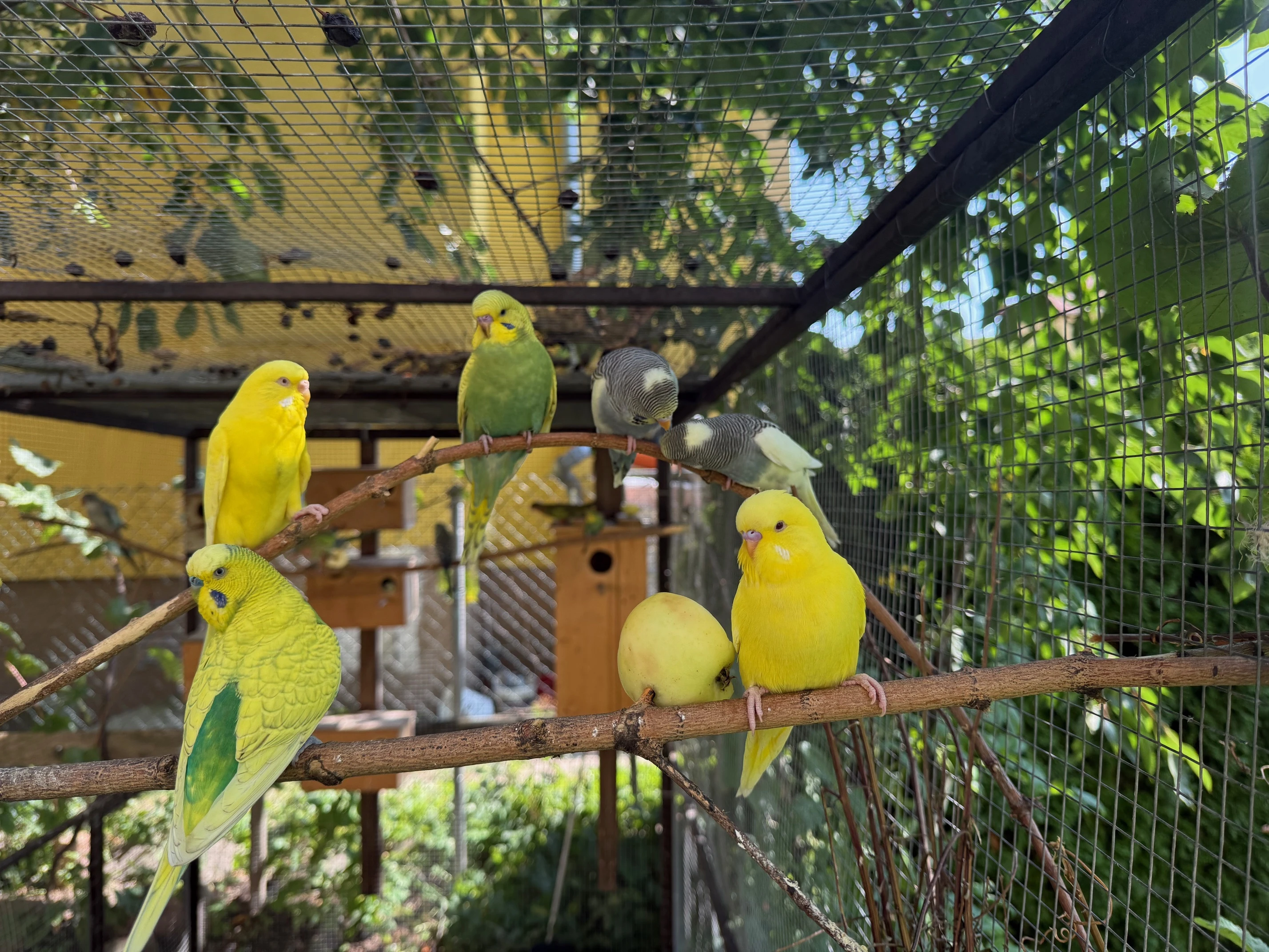 Prodám papouška vlnkovaného - andulku