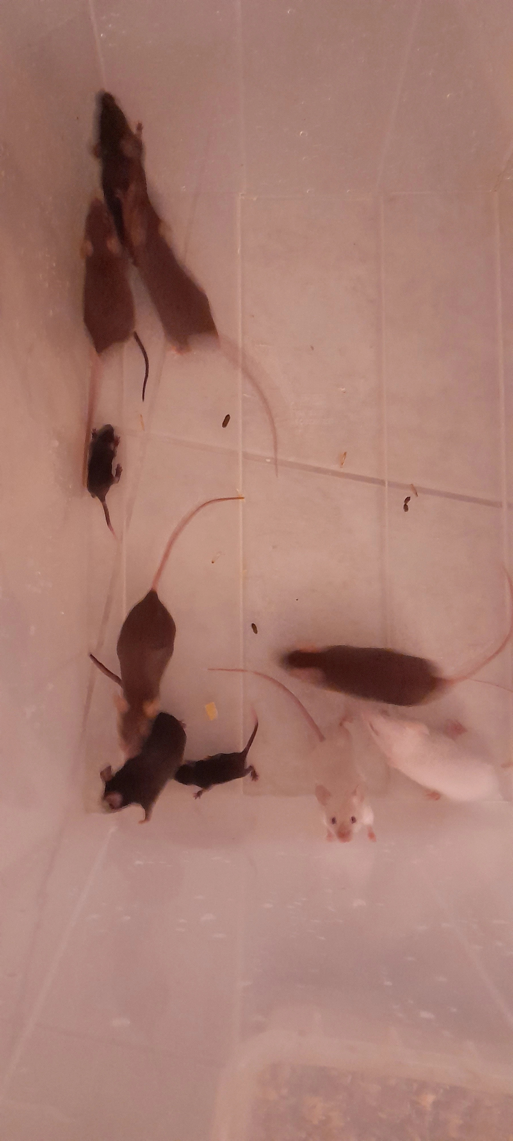 Myši - bílé i barevné