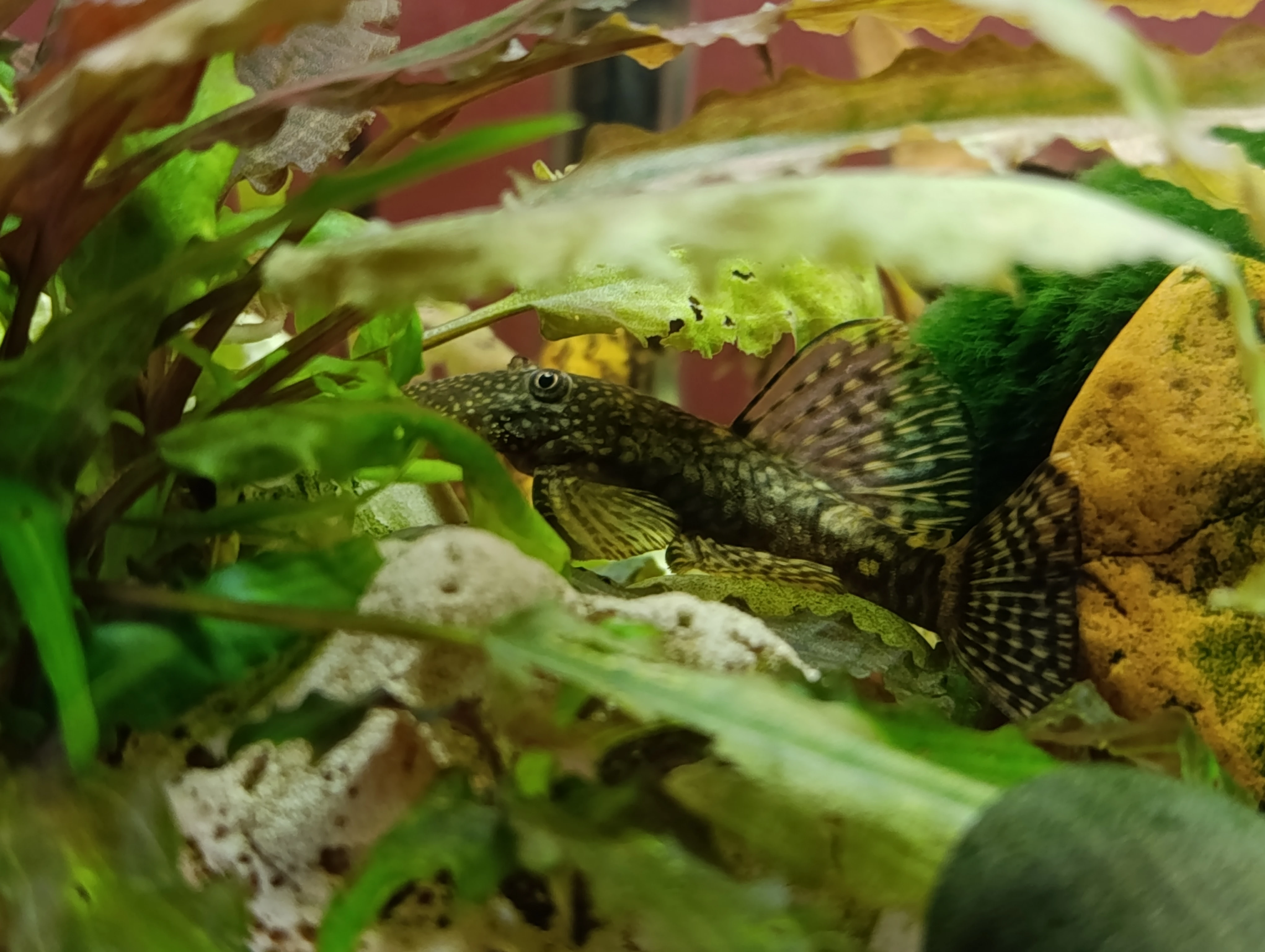 Daruji ancistrusy do dobrých rukou