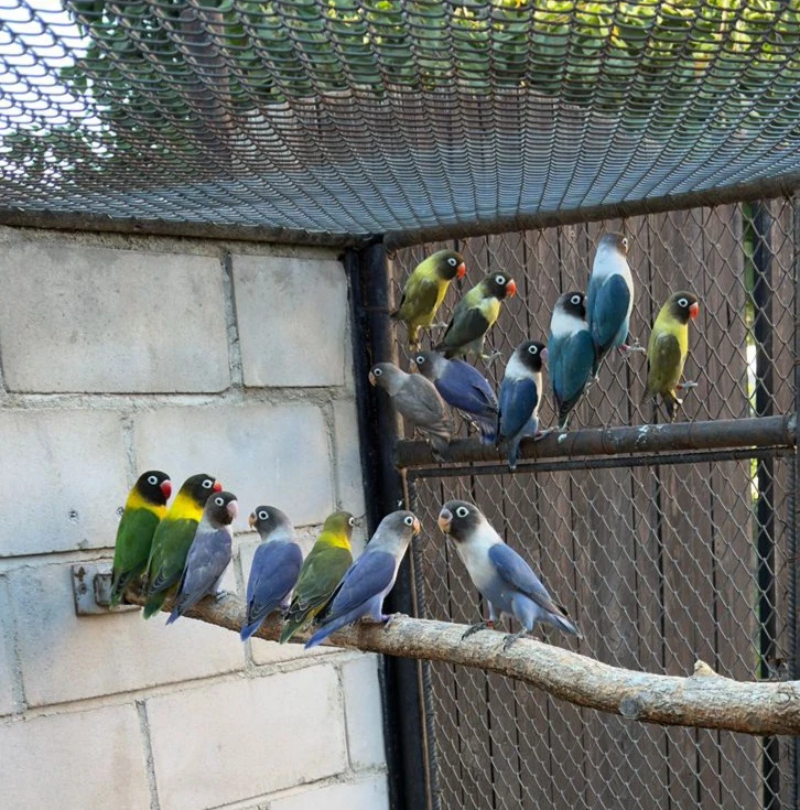 Agapornis škraboškový