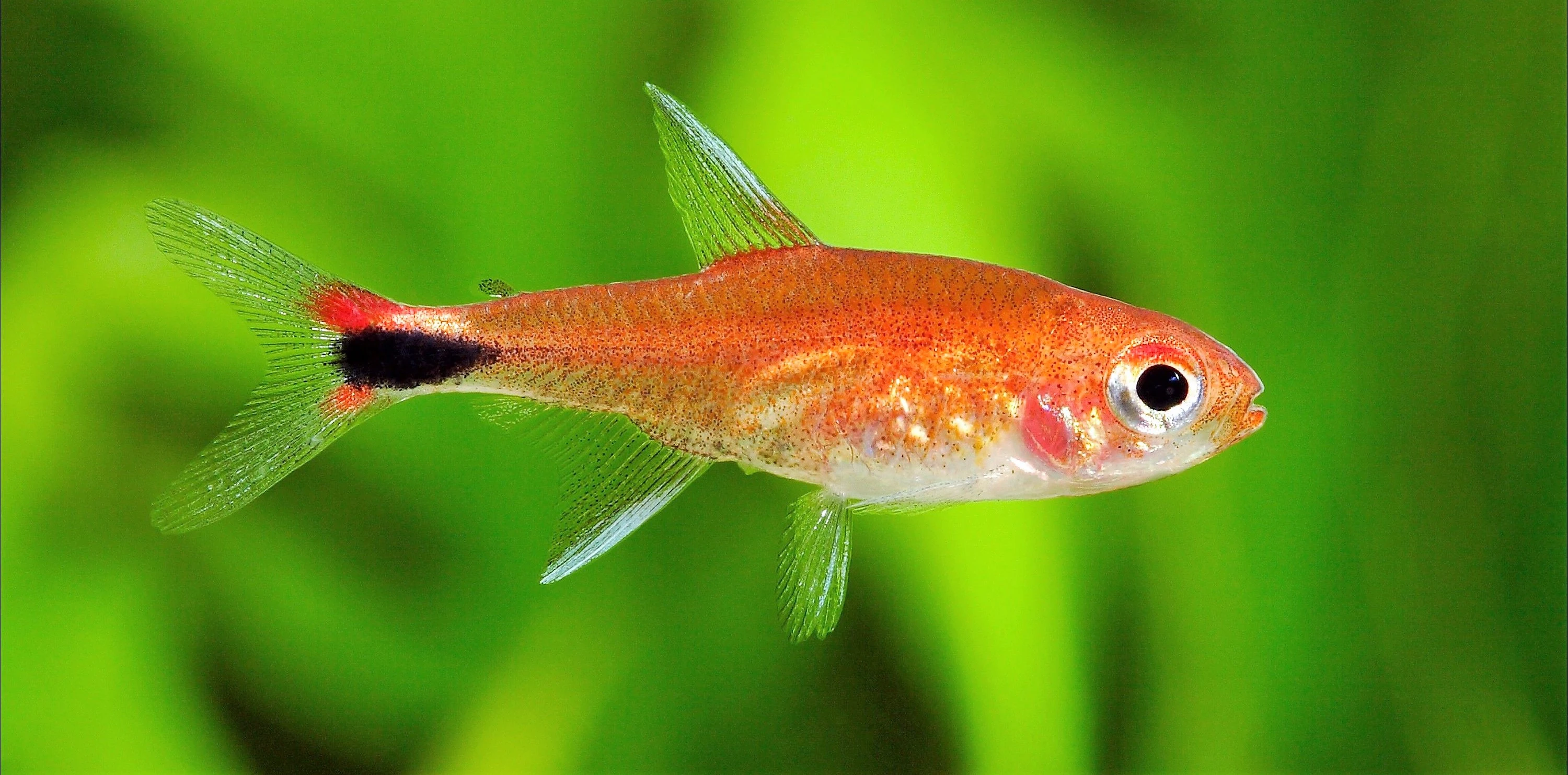 Axelrodie kolumbijská