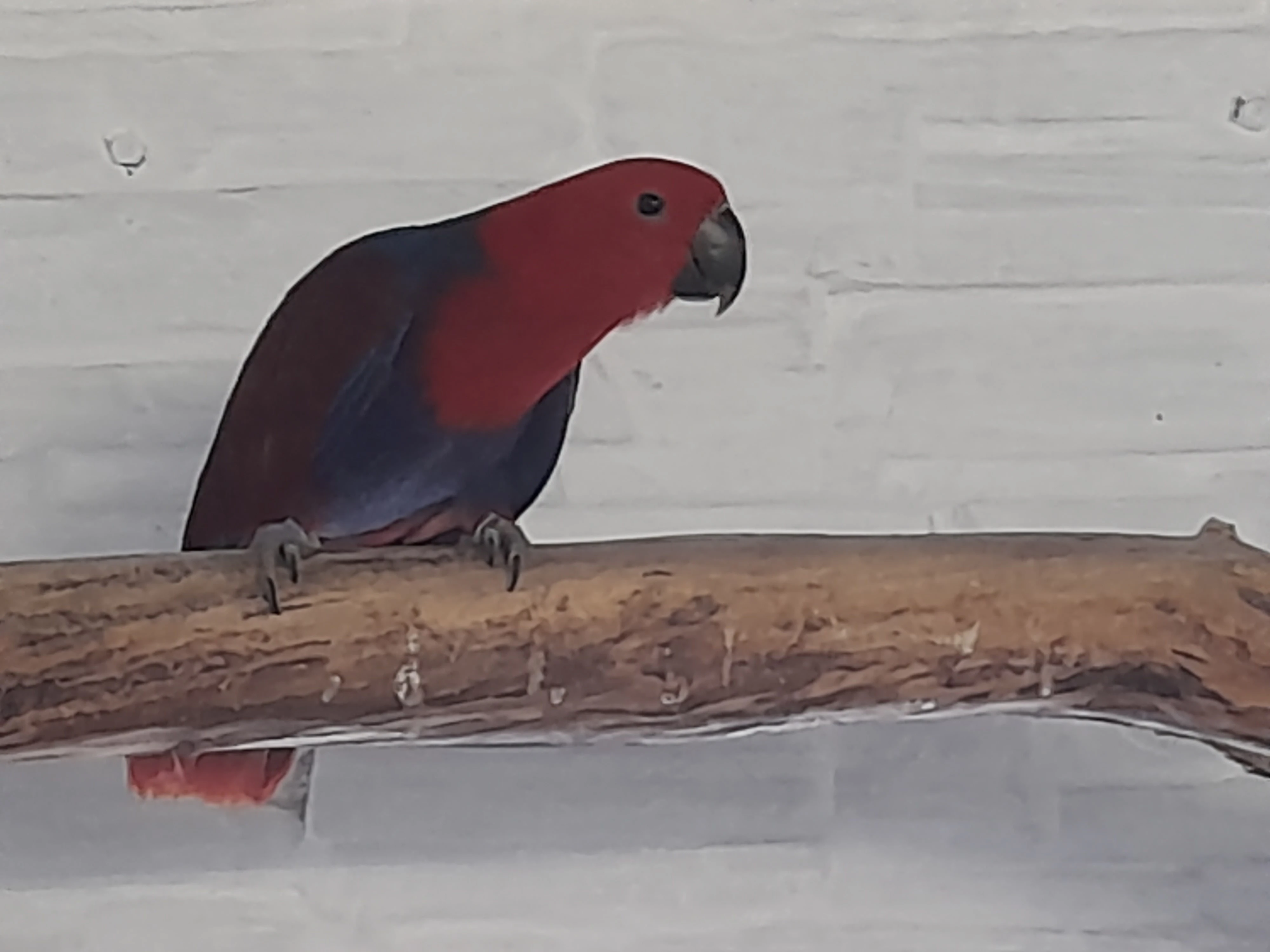 Eklektus polychloros