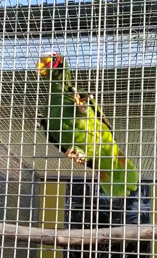 Amazoňan černouchý