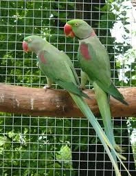 Koupím samici Alex . velkého