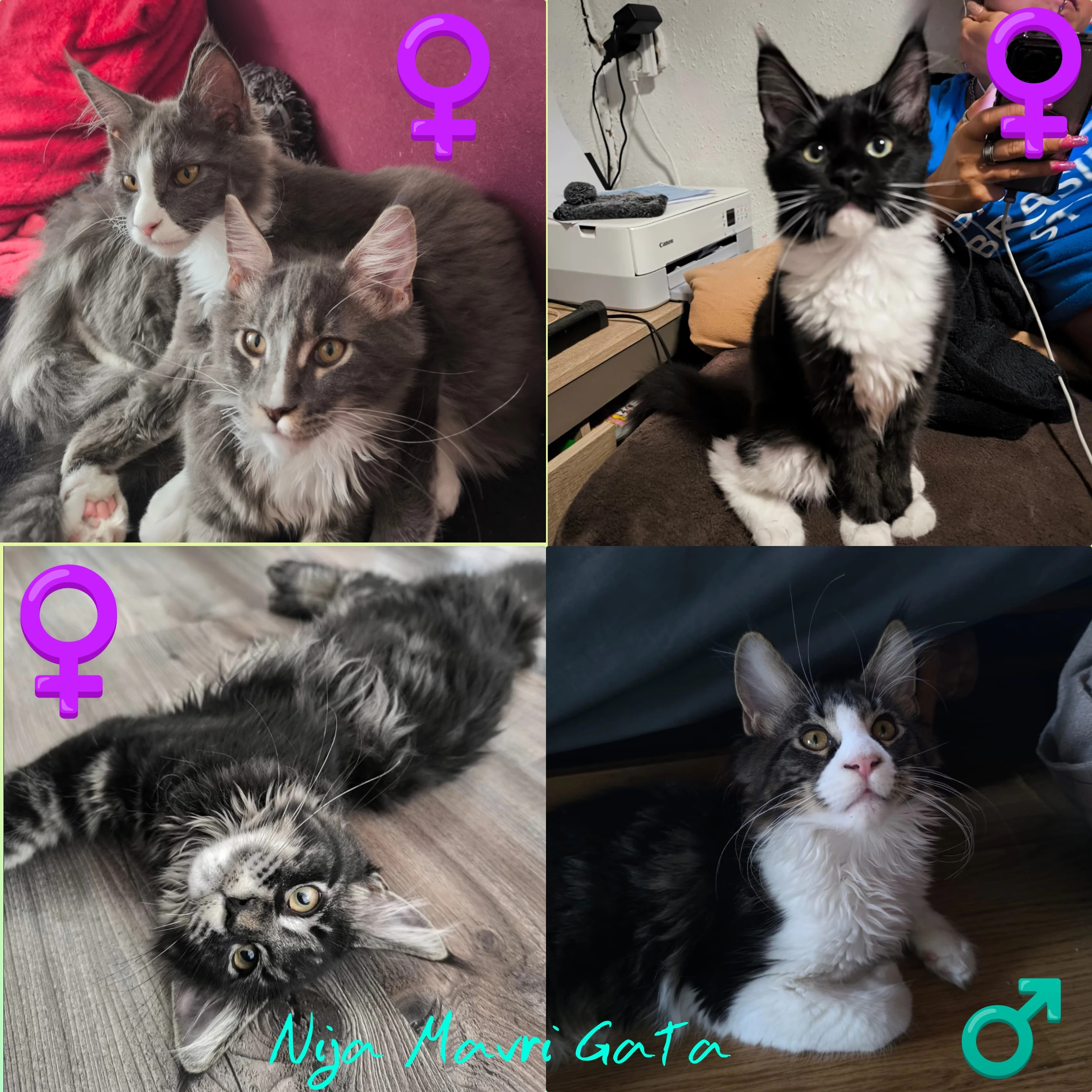 Prodám Mainská mývalí koťátka