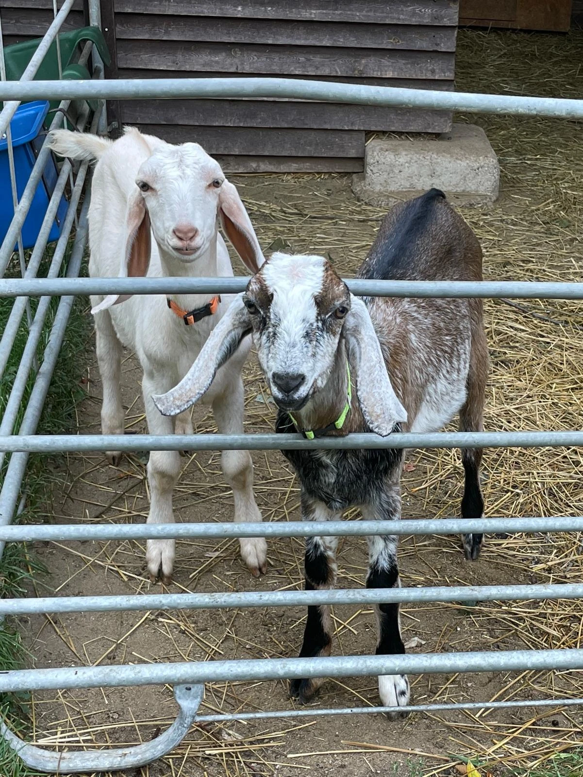 Prodám dva anglonubijské kozíky