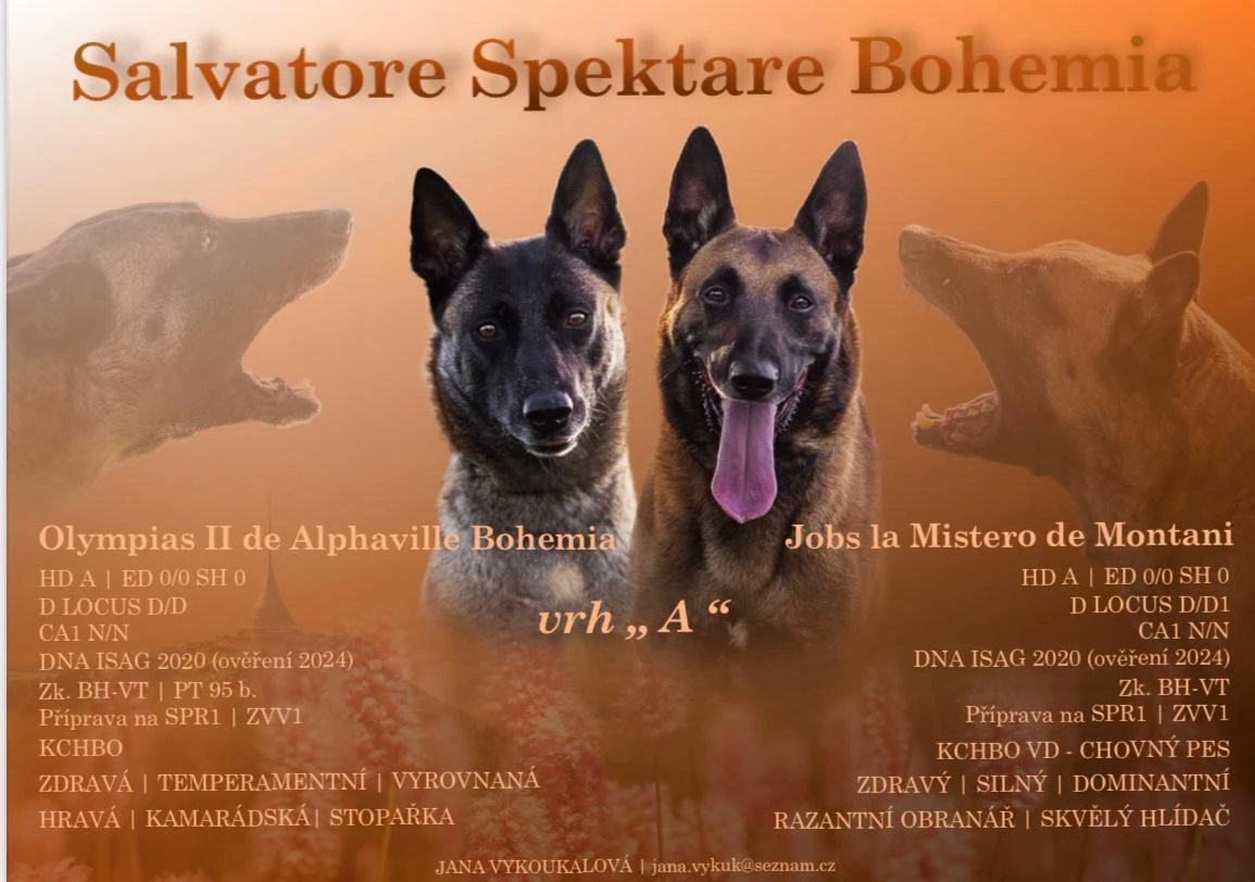 Belgický ovčák Malinois – rezervace štěňátek s PP