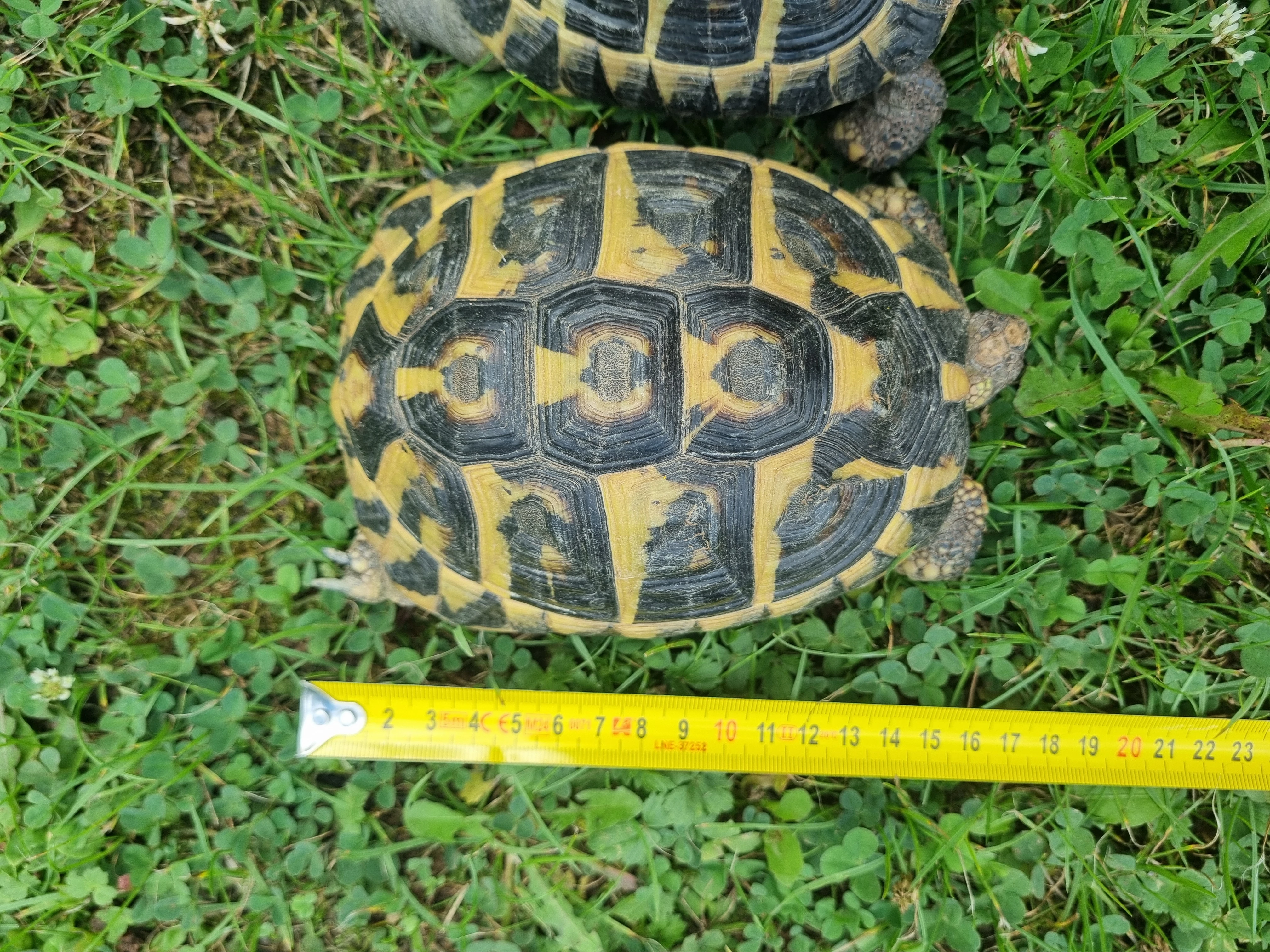 Korytnačky Testudo Hermanni hermanni  terárium