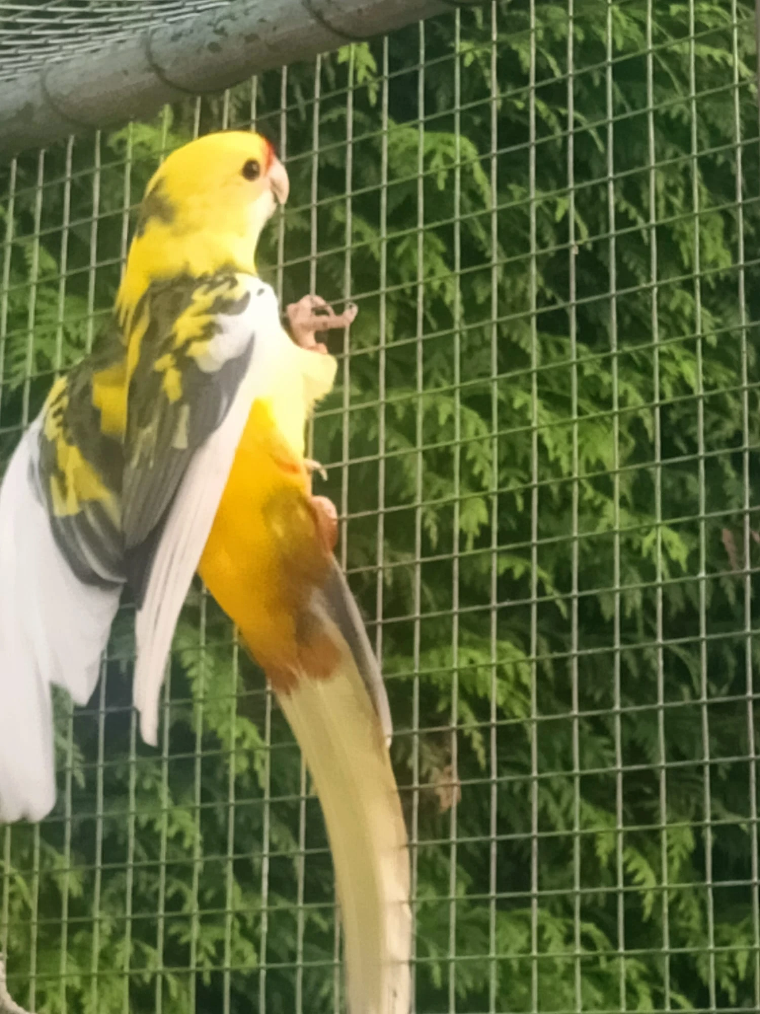 Prodám Roselu penant